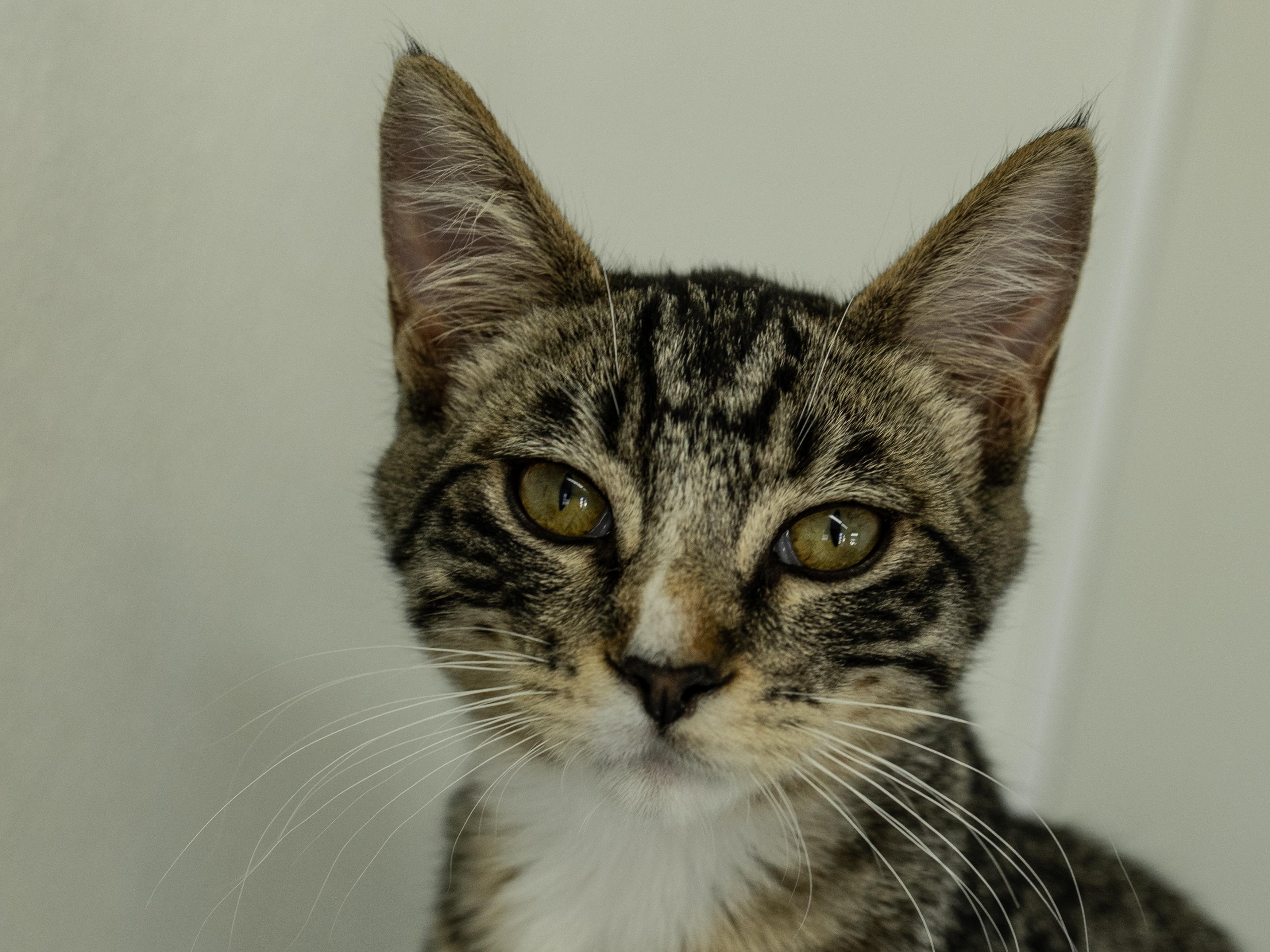 Merle, Adoptable, Kitten Male Tabby & Domestic Short Hair.