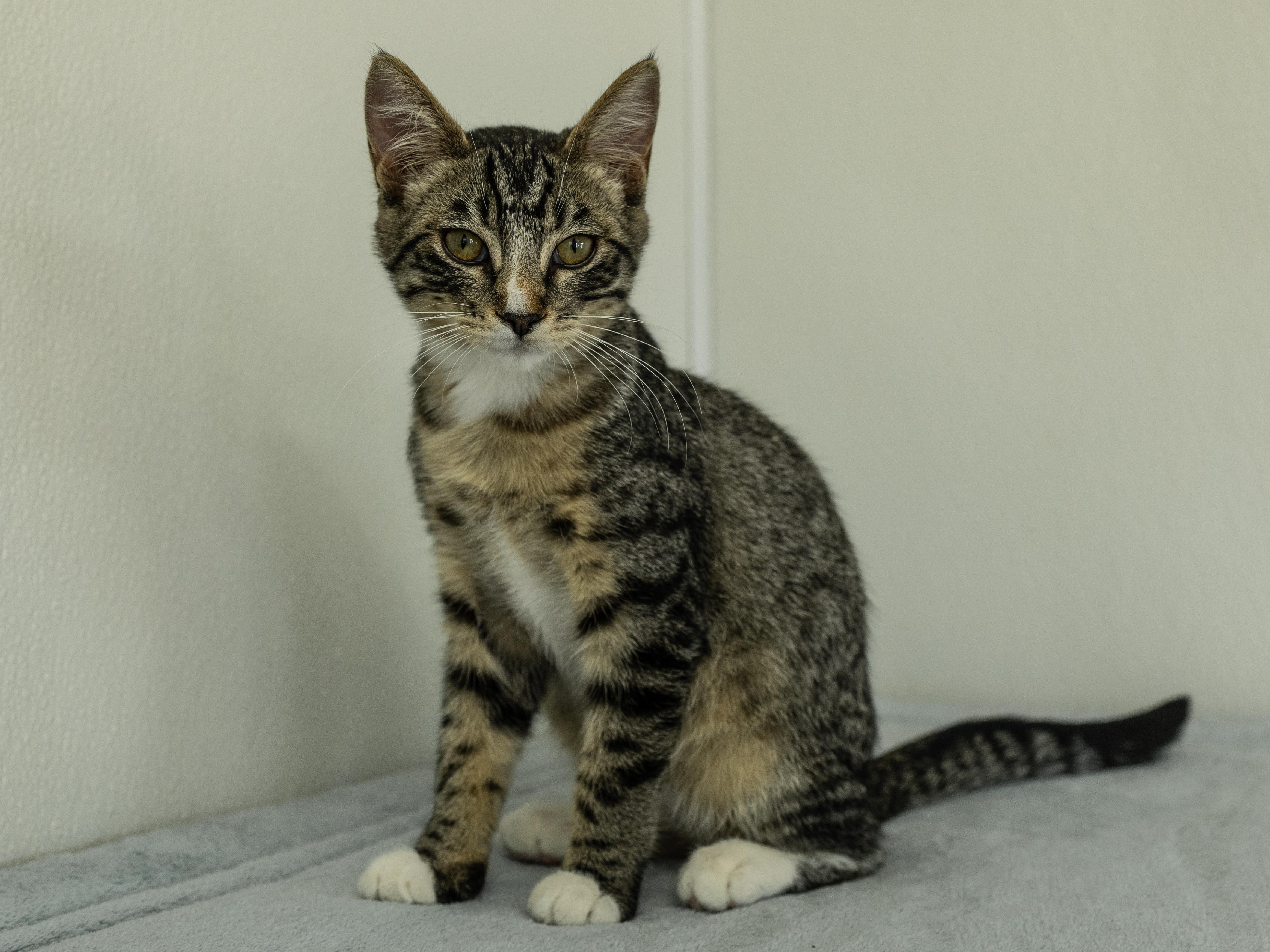 Enlarge Merle, a Adoptable mixed breed in Monroe, WA image 4/6