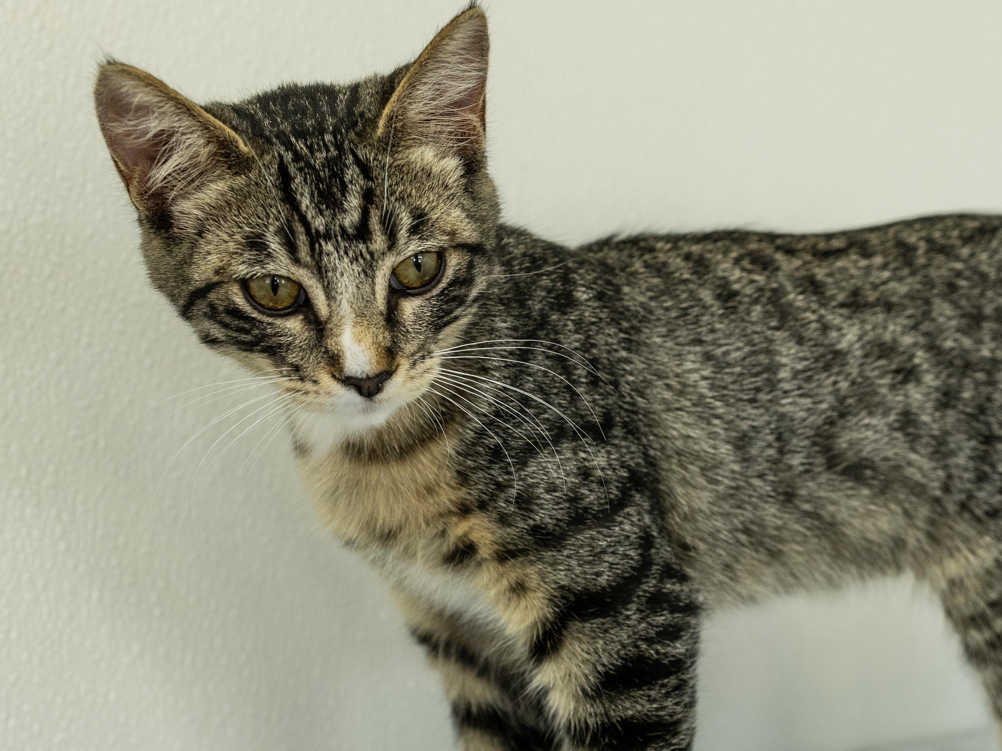 Enlarge Merle, a Adoptable mixed breed in Monroe, WA image 3/6