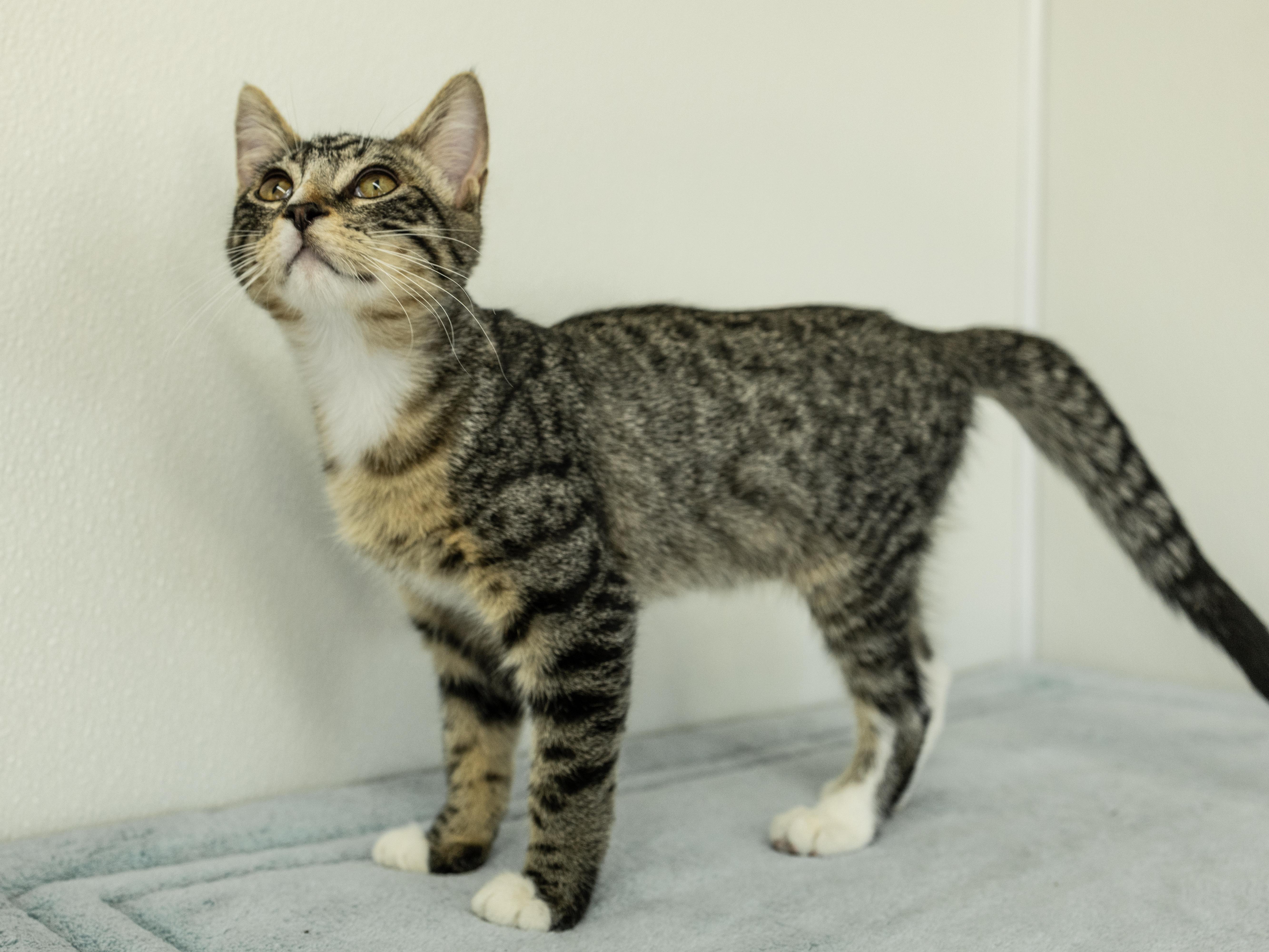Enlarge Merle, a Adoptable mixed breed in Monroe, WA image 5/6