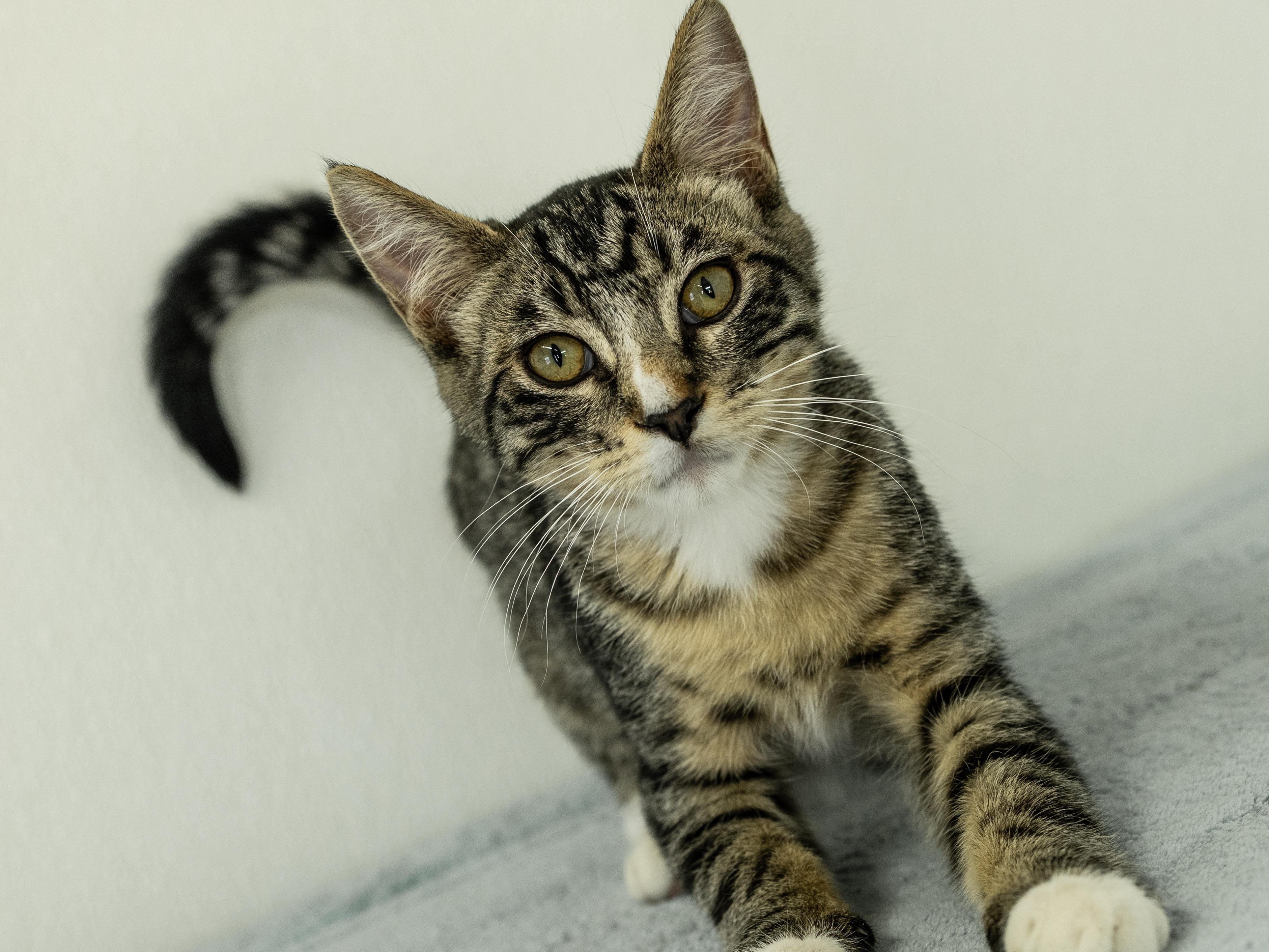 Enlarge Merle, a Adoptable mixed breed in Monroe, WA image 2/6