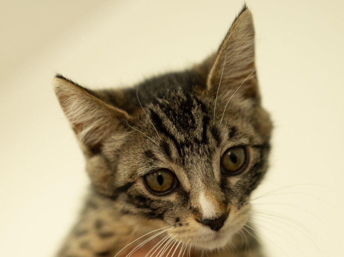 Merle, Adoptable, Kitten Male Tabby & Domestic Short Hair.