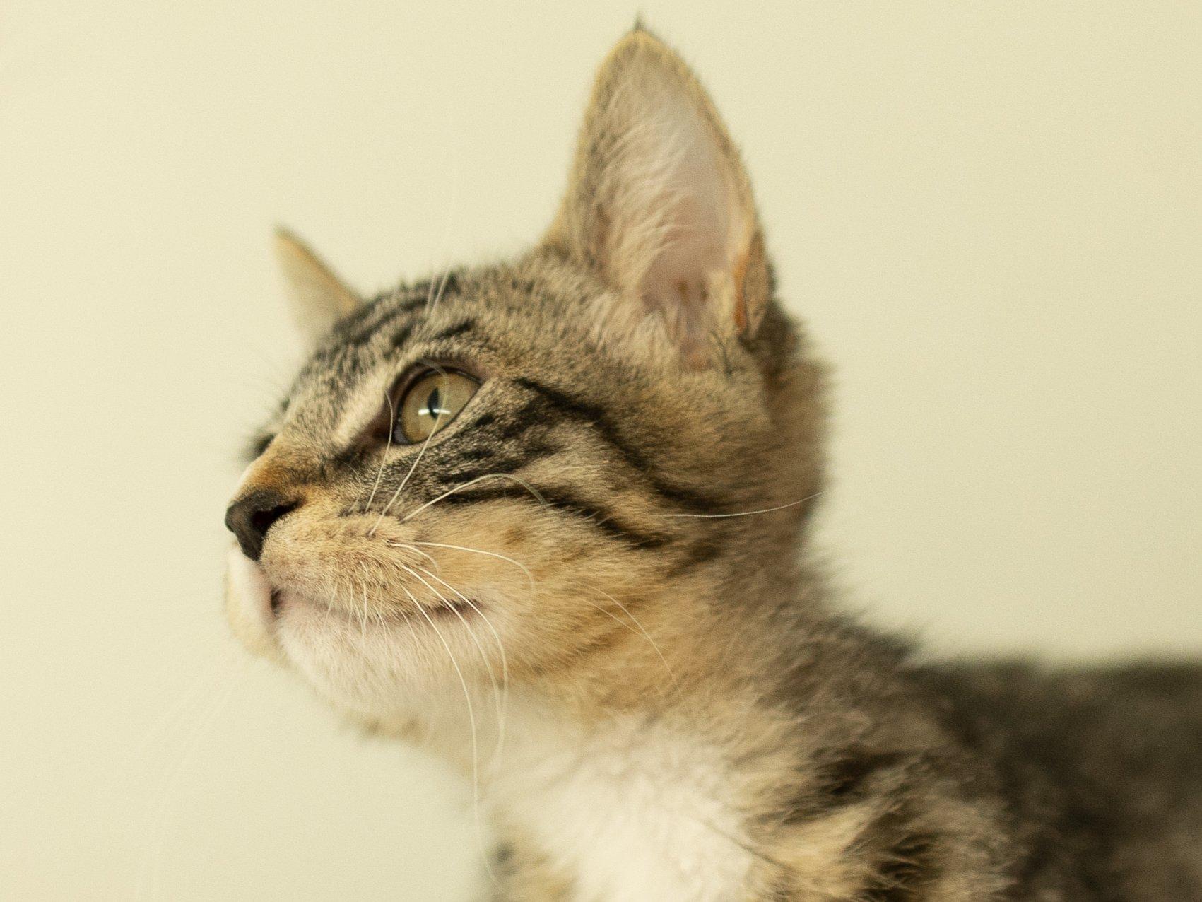Enlarge Merle, a Adoptable mixed breed in Monroe, WA image 2/6