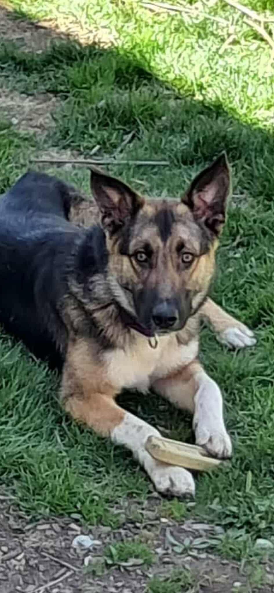 Enlarge Curlin, a Adoptable German Shepherd Dog in Pomfret Center, CT image 3/3