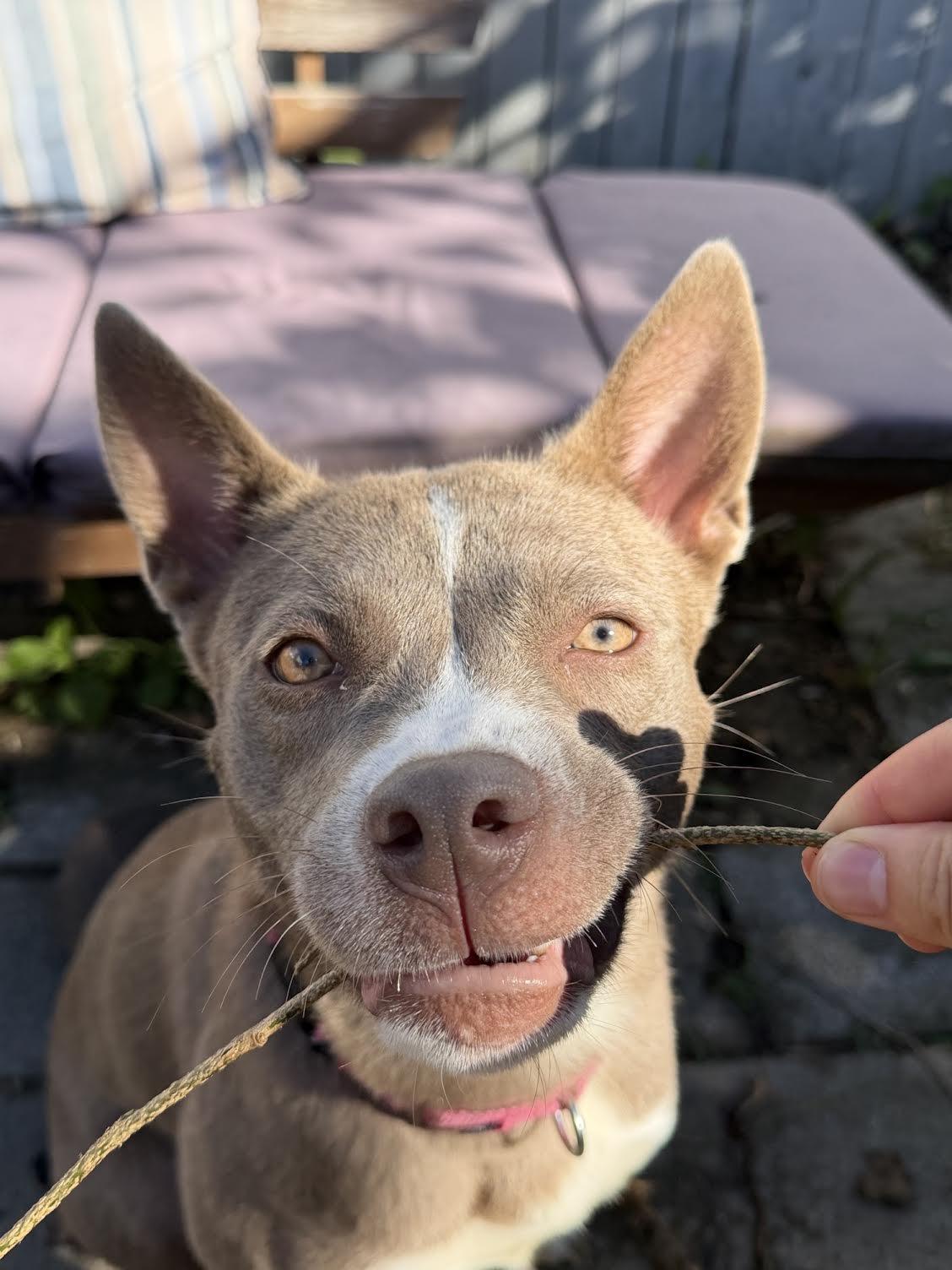 Aya, a ADOPTABLE mixed breed in Philadelphia, PA image 1/6