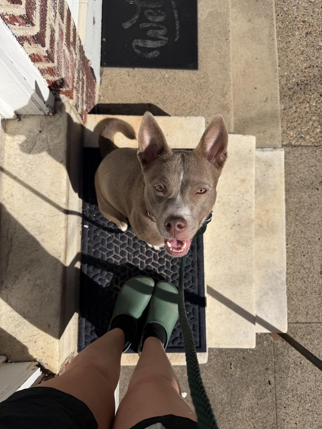 Aya, a ADOPTABLE mixed breed in Philadelphia, PA image 4/6