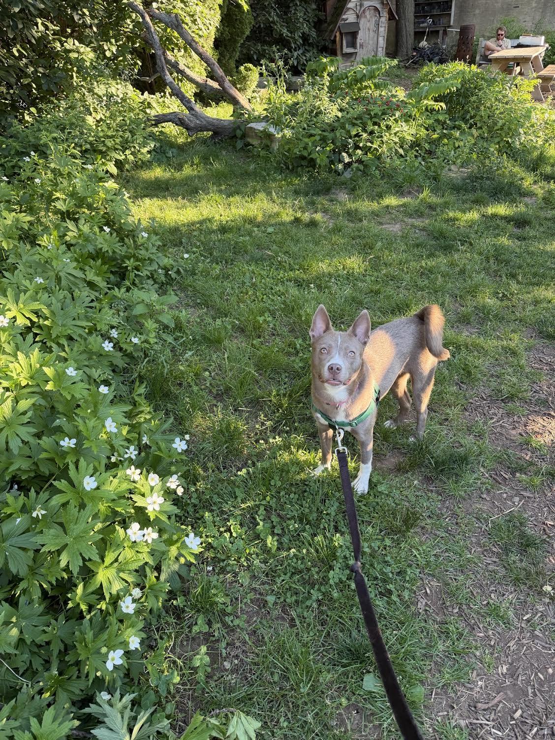 Aya, a ADOPTABLE mixed breed in Philadelphia, PA image 6/6