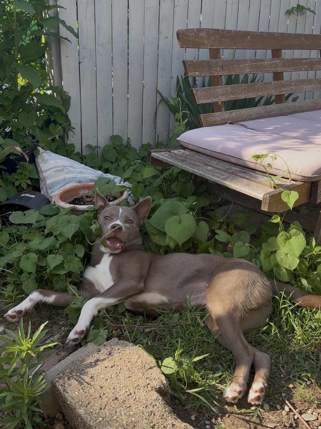 Aya, a ADOPTABLE mixed breed in Philadelphia, PA image 3/6