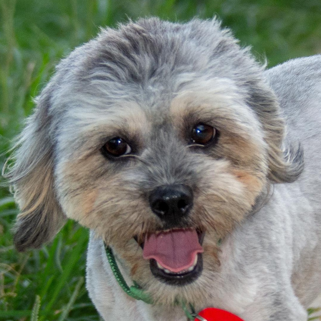 Zarina, Adult Female Shih Tzu