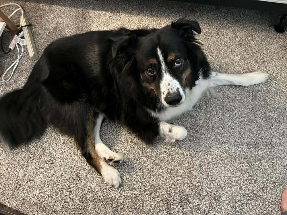 Blaze TN, Adoptable, Adult Male Australian Shepherd.