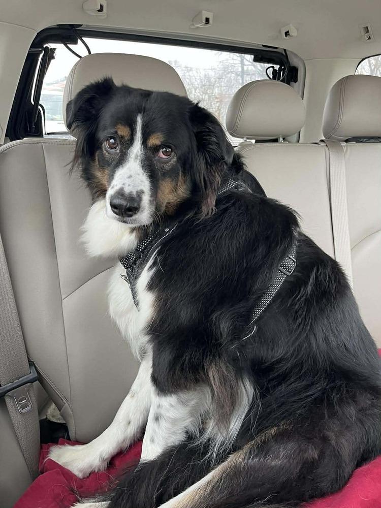 Blaze TN, a Adoptable Australian Shepherd in Ontario, CA image 2/6