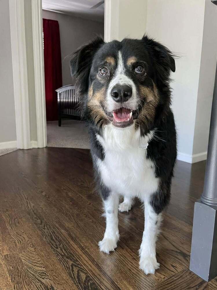 Enlarge Blaze TN, a Adoptable Australian Shepherd in Ontario, CA image 3/6