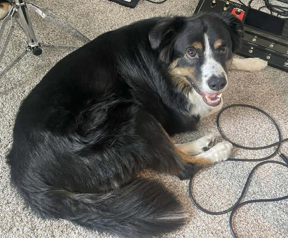 Blaze TN, a Adoptable Australian Shepherd in Ontario, CA image 3/6