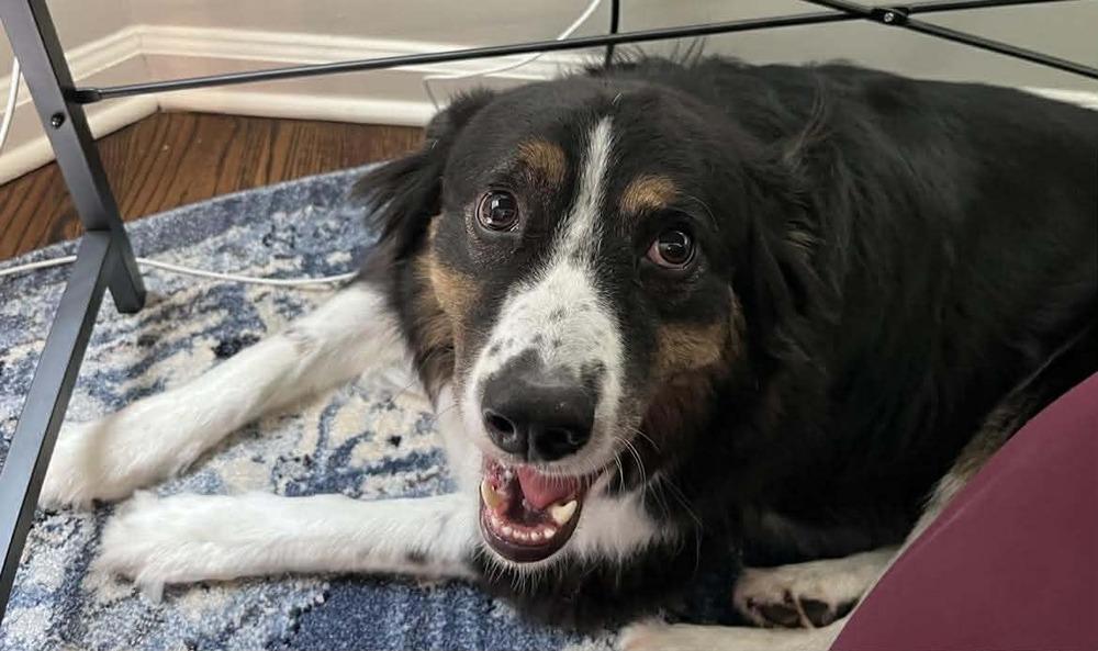 Blaze TN, a Adoptable Australian Shepherd in Ontario, CA image 4/6