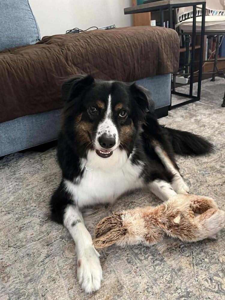 Blaze TN, a Adoptable Australian Shepherd in Ontario, CA image 5/6