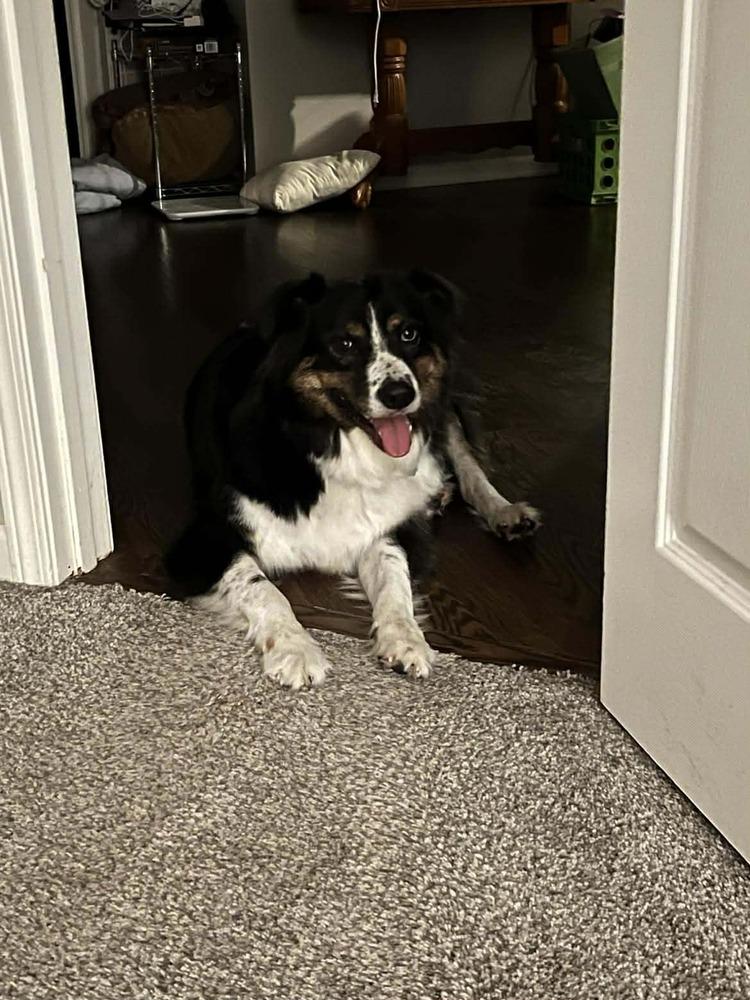 Blaze TN, a Adoptable Australian Shepherd in Ontario, CA image 6/6