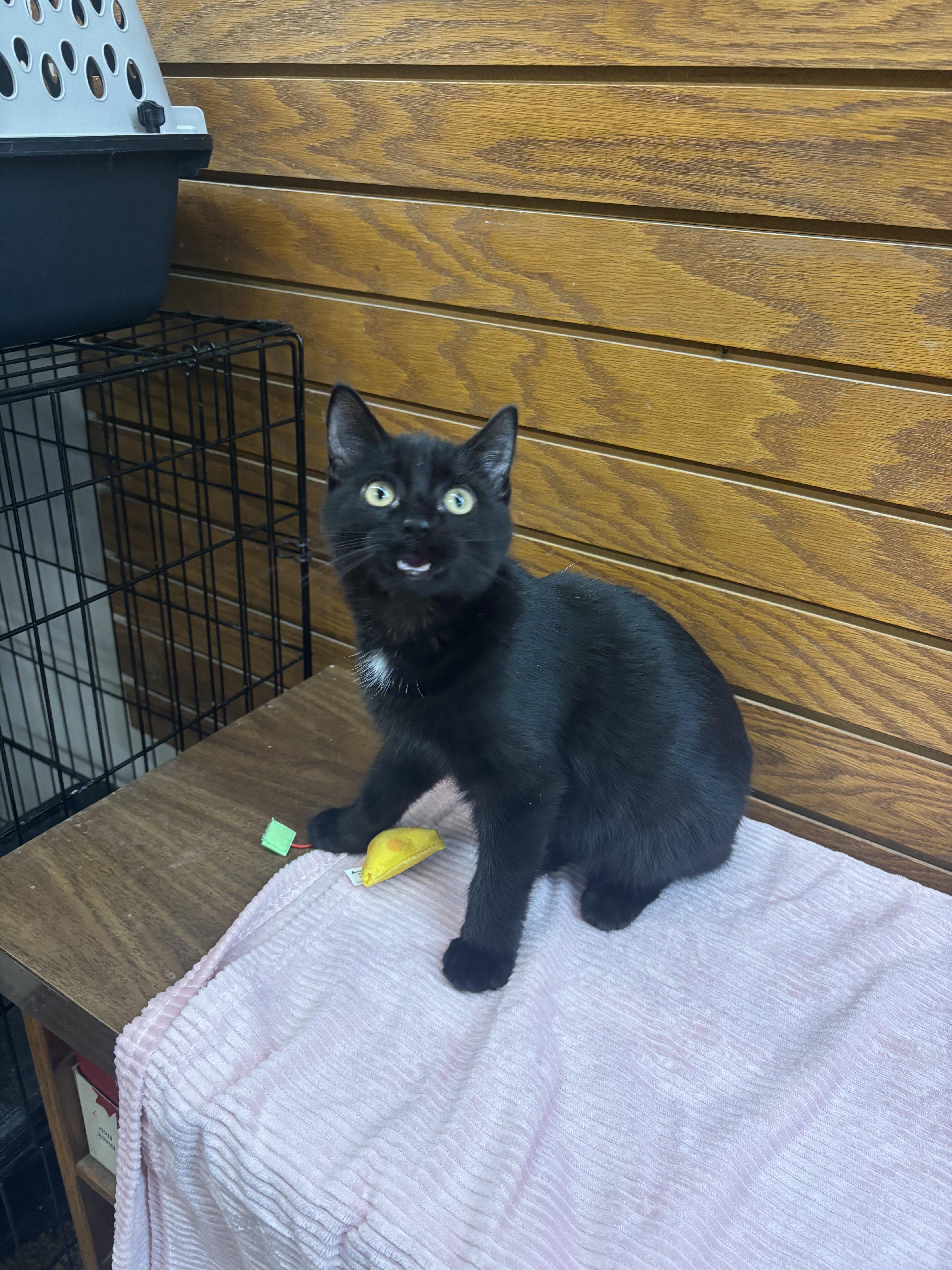 Enlarge Bowie, a ADOPTABLE mixed breed in Coldwater, MI image 3/4