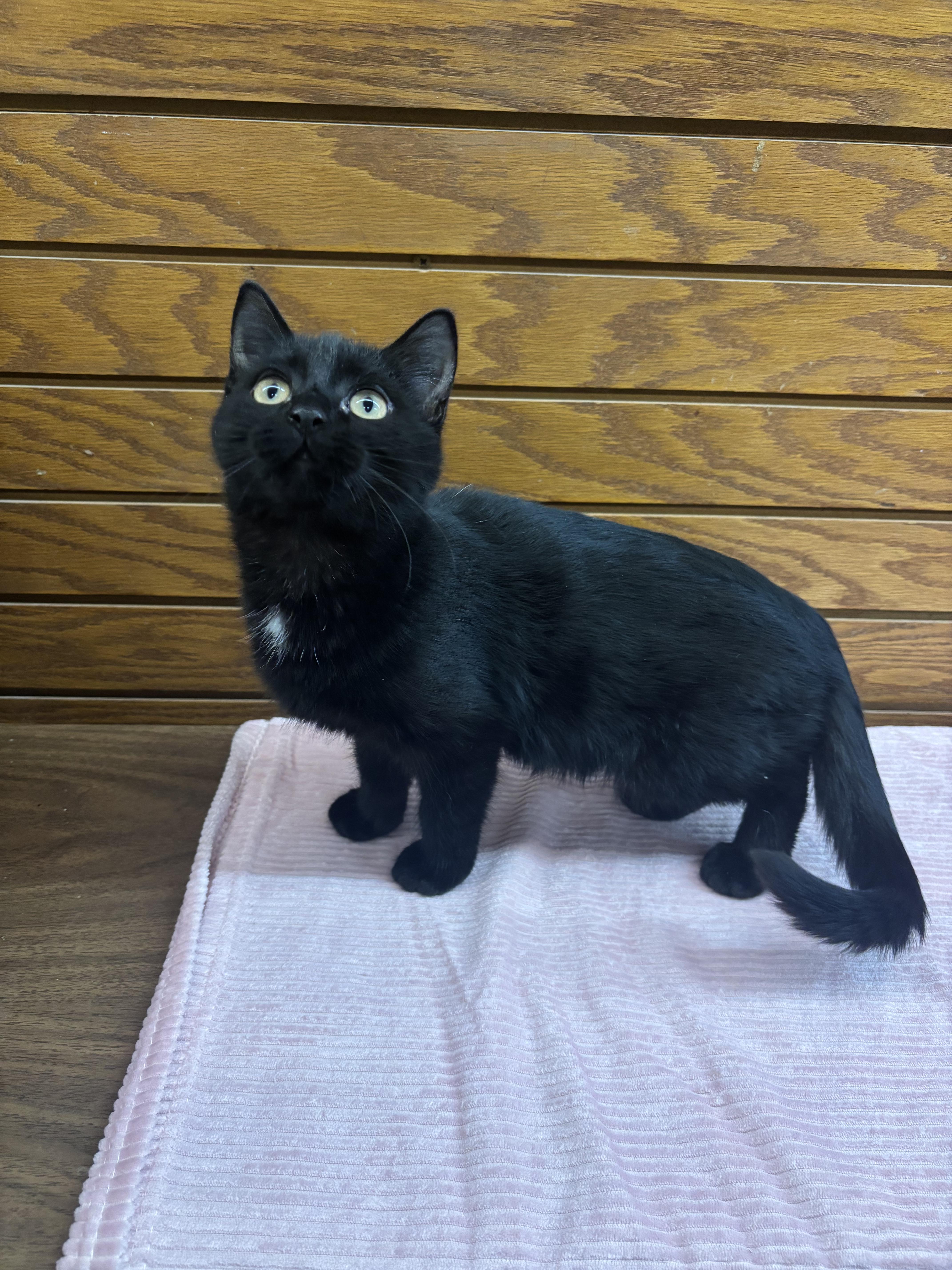 Enlarge Bowie, a ADOPTABLE mixed breed in Coldwater, MI image 1/4