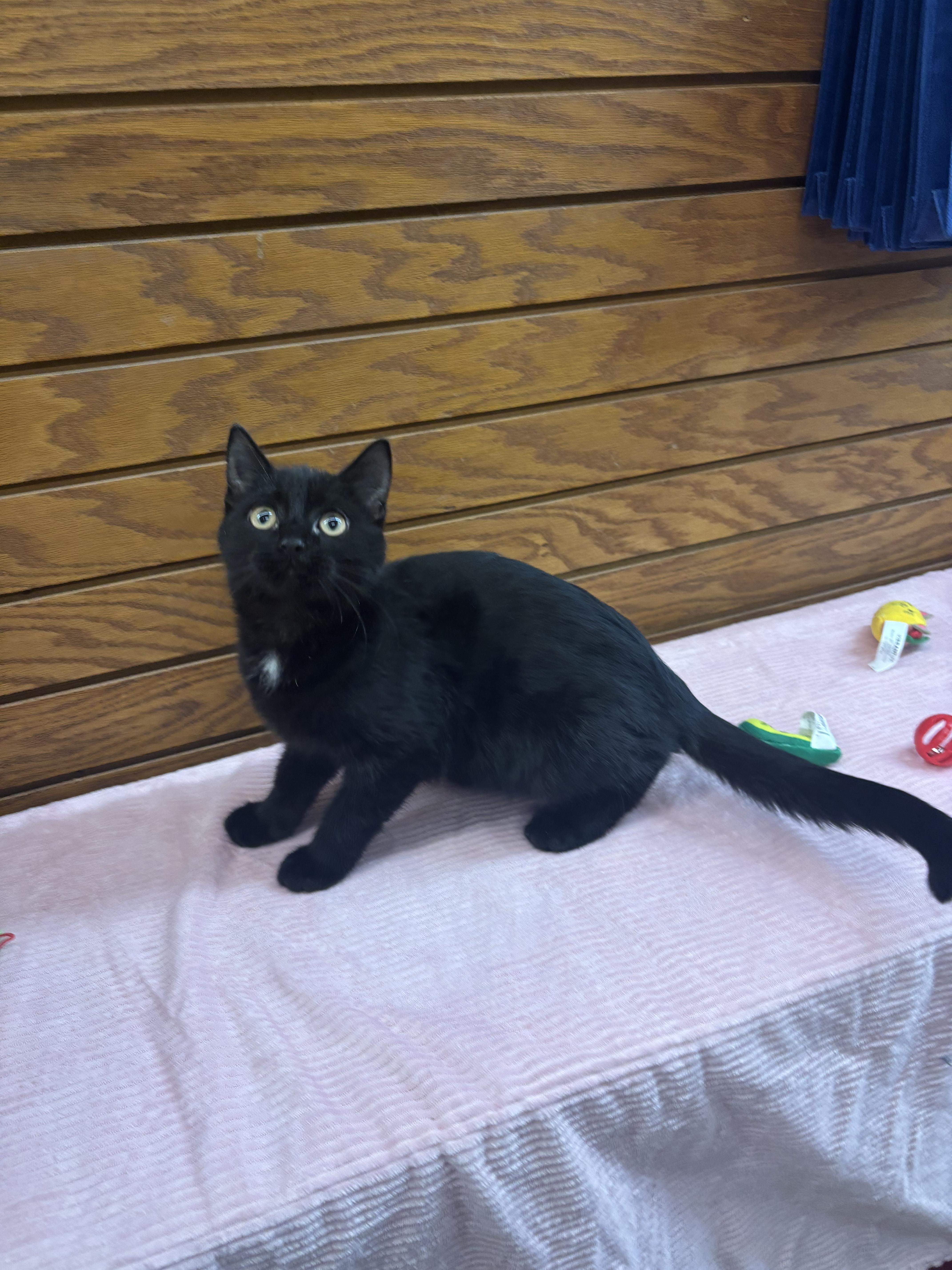 Enlarge Bowie, a ADOPTABLE mixed breed in Coldwater, MI image 2/4