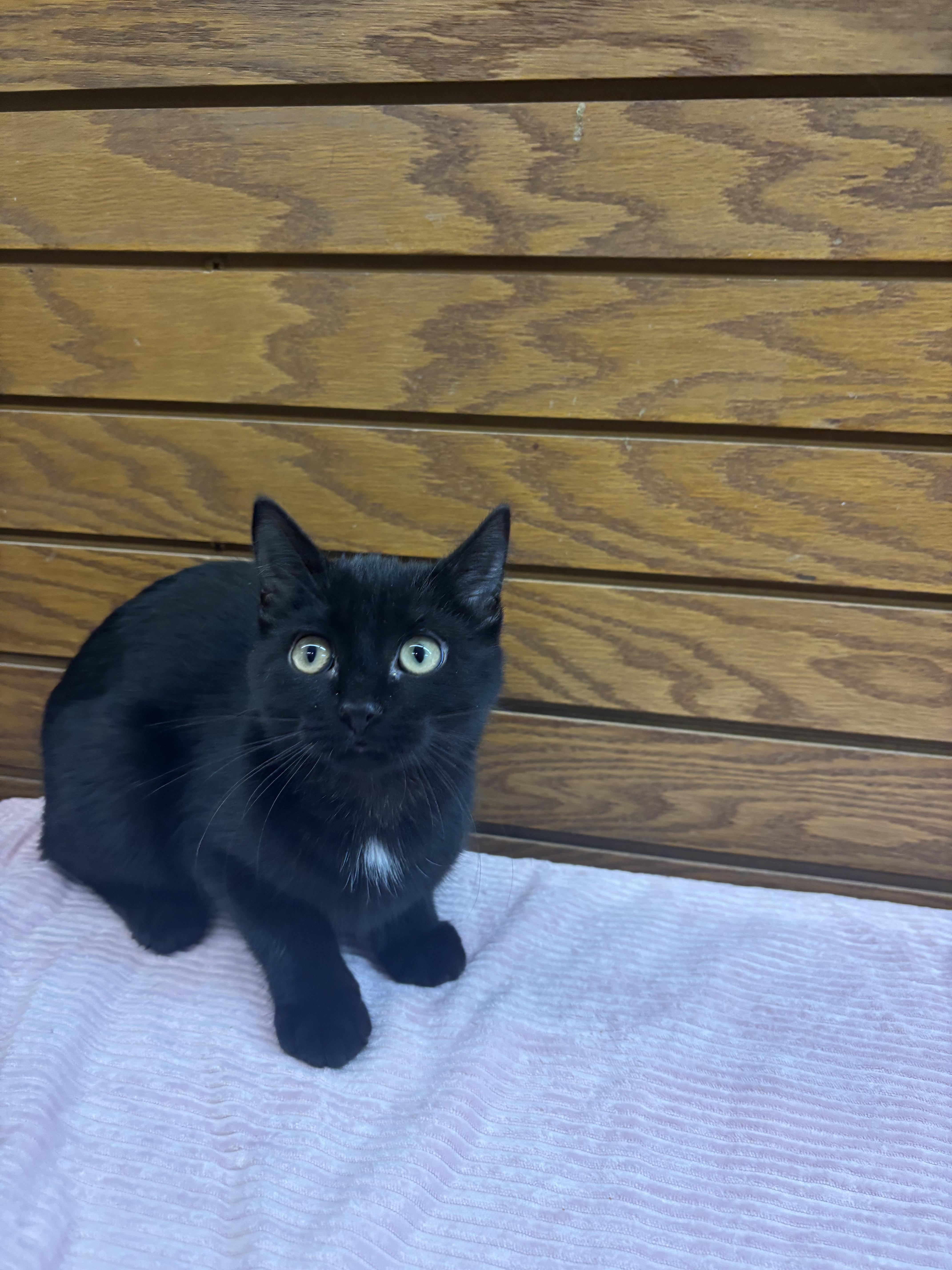 Enlarge Bowie, a ADOPTABLE mixed breed in Coldwater, MI image 4/4