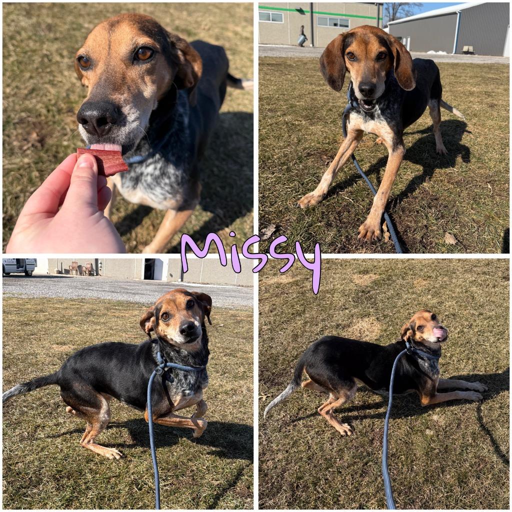 Missy, Adoptable, Adult Female Coonhound.
