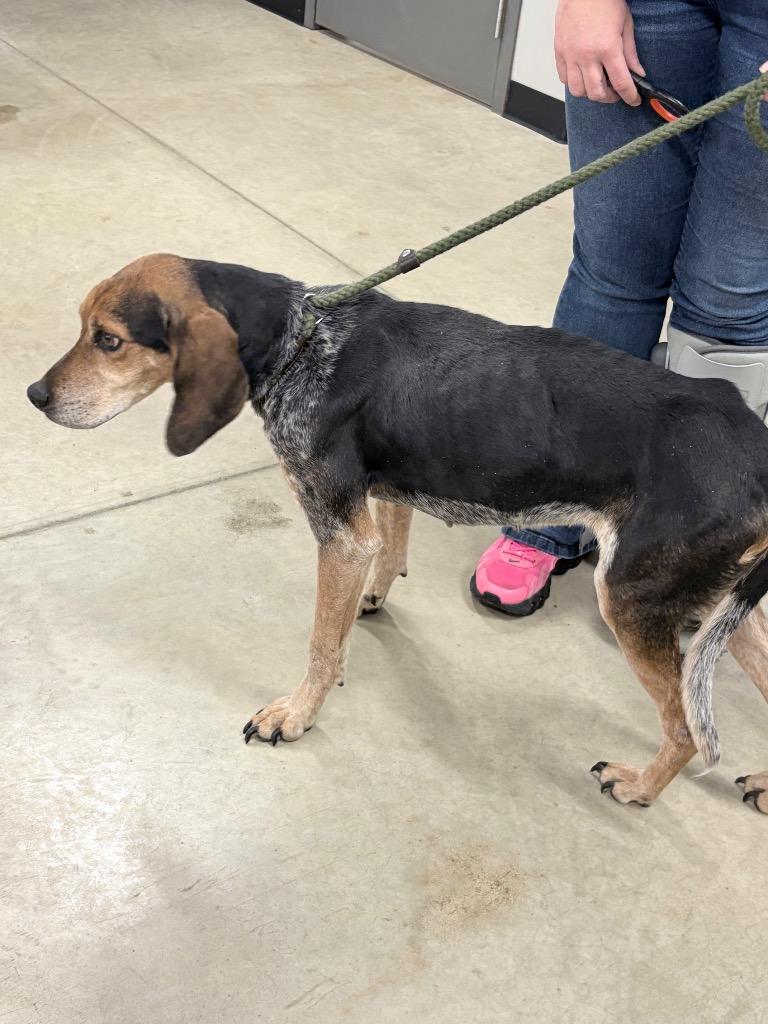 Enlarge Missy, a Adoptable mixed breed in Pierceton, IN image 2/6