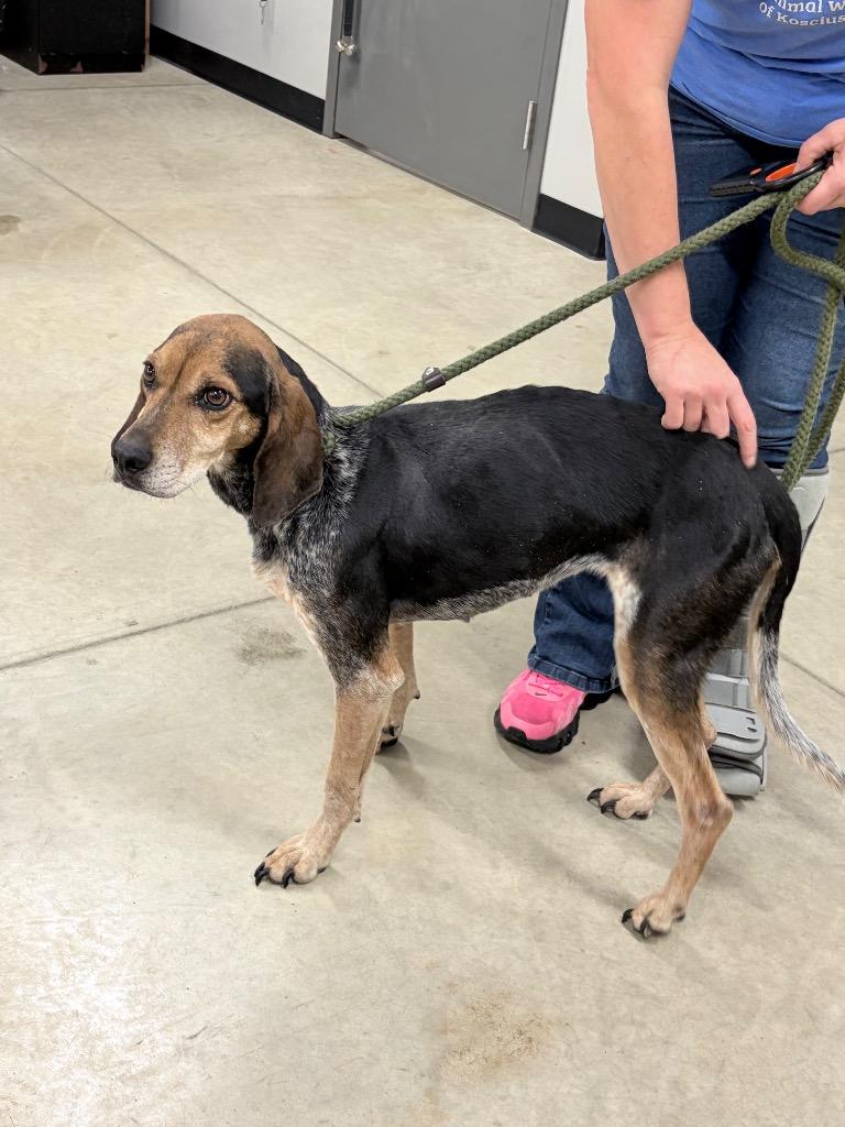 Enlarge Missy, a Adoptable mixed breed in Pierceton, IN image 3/6