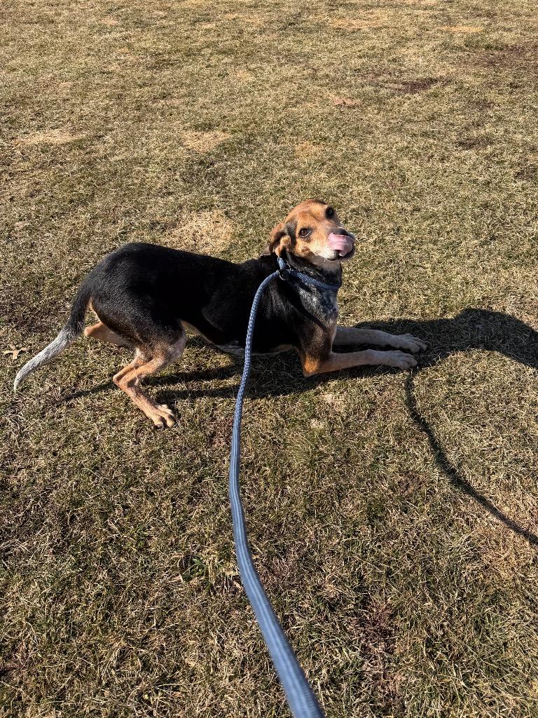 Enlarge Missy, a Adoptable mixed breed in Pierceton, IN image 5/6