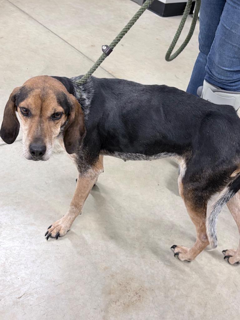 Enlarge Missy, a Adoptable mixed breed in Pierceton, IN image 6/6
