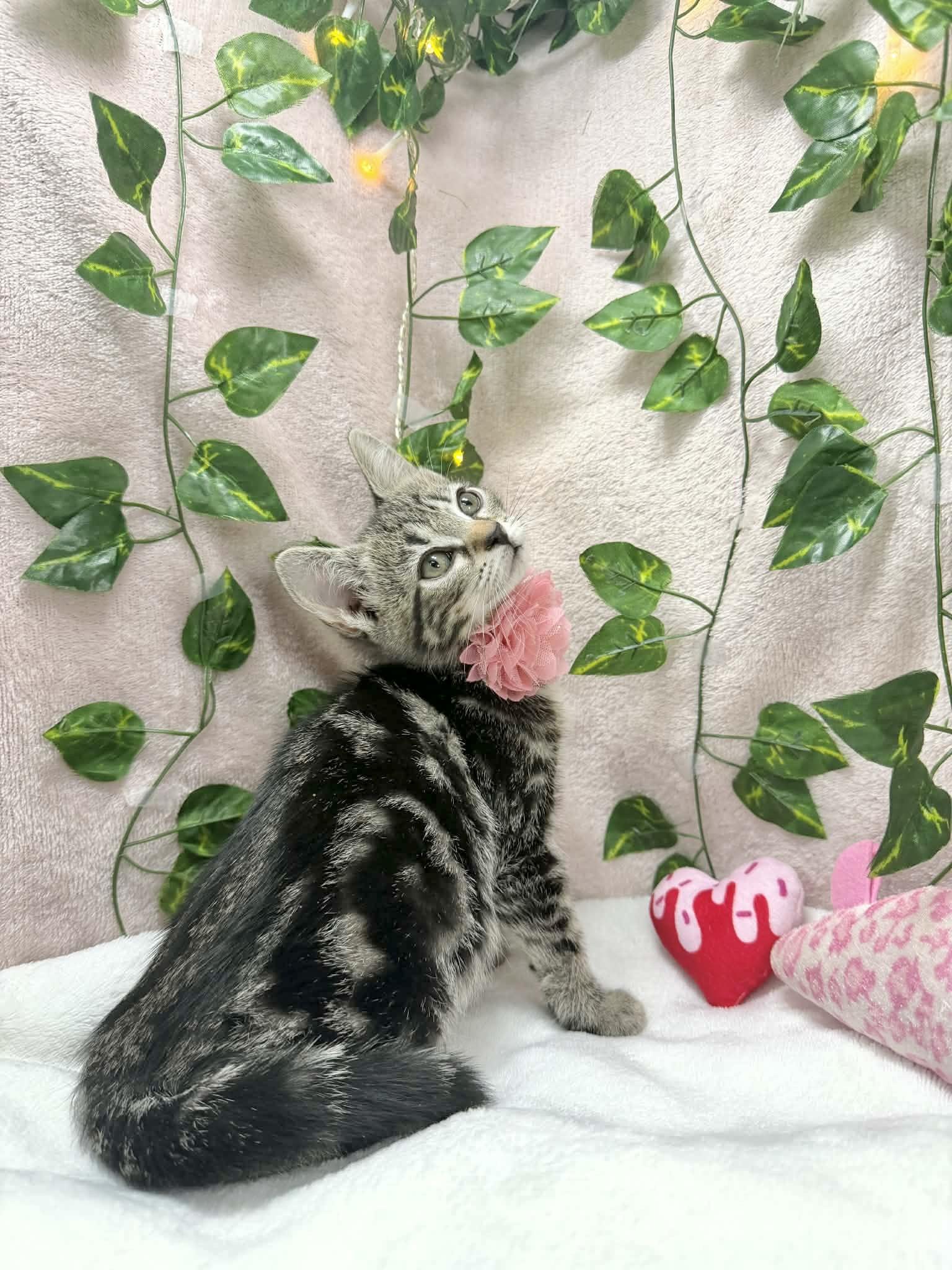 Enlarge Cadence , a ADOPTABLE Tabby in Tavares, FL image 2/2