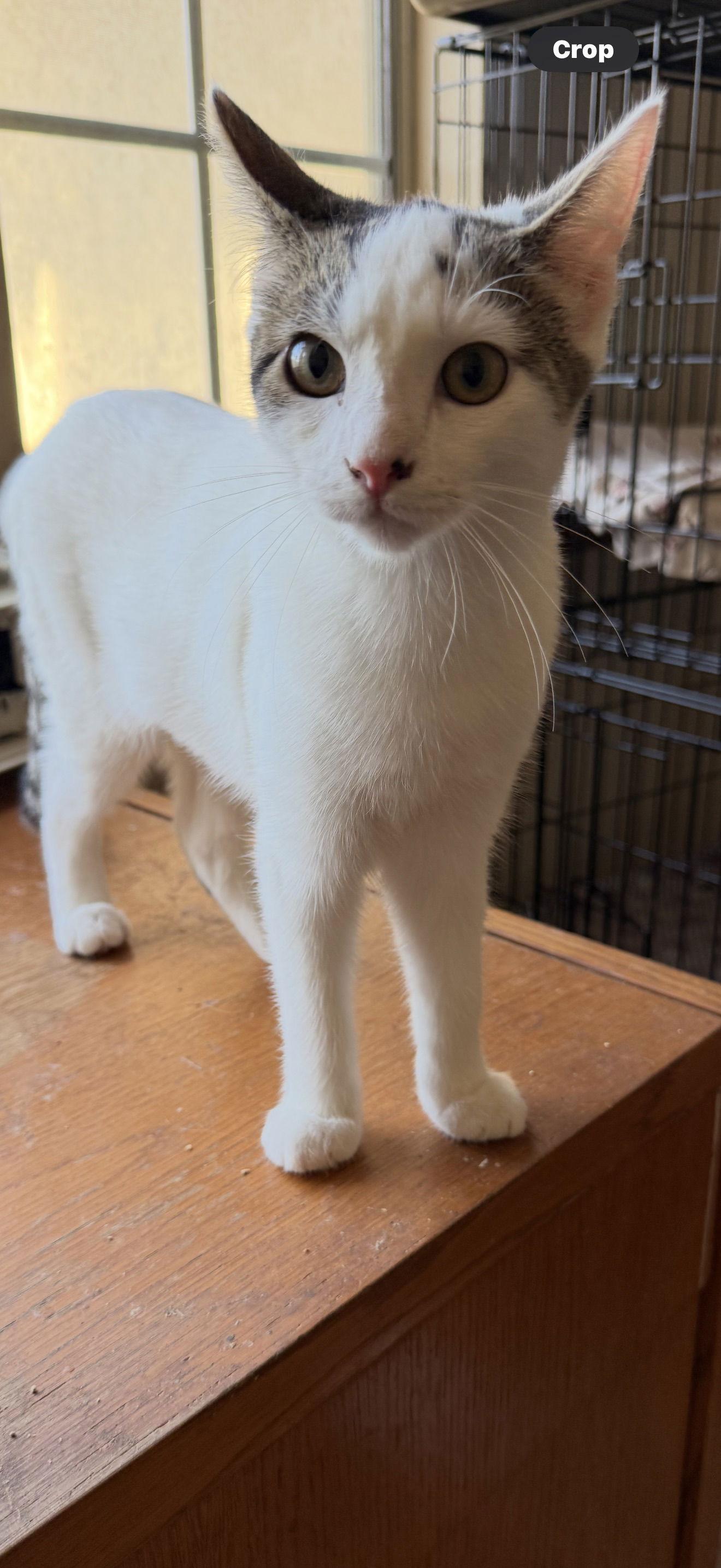 Enlarge Jill, a Adopted Domestic Short Hair in Visalia, CA image 2/2