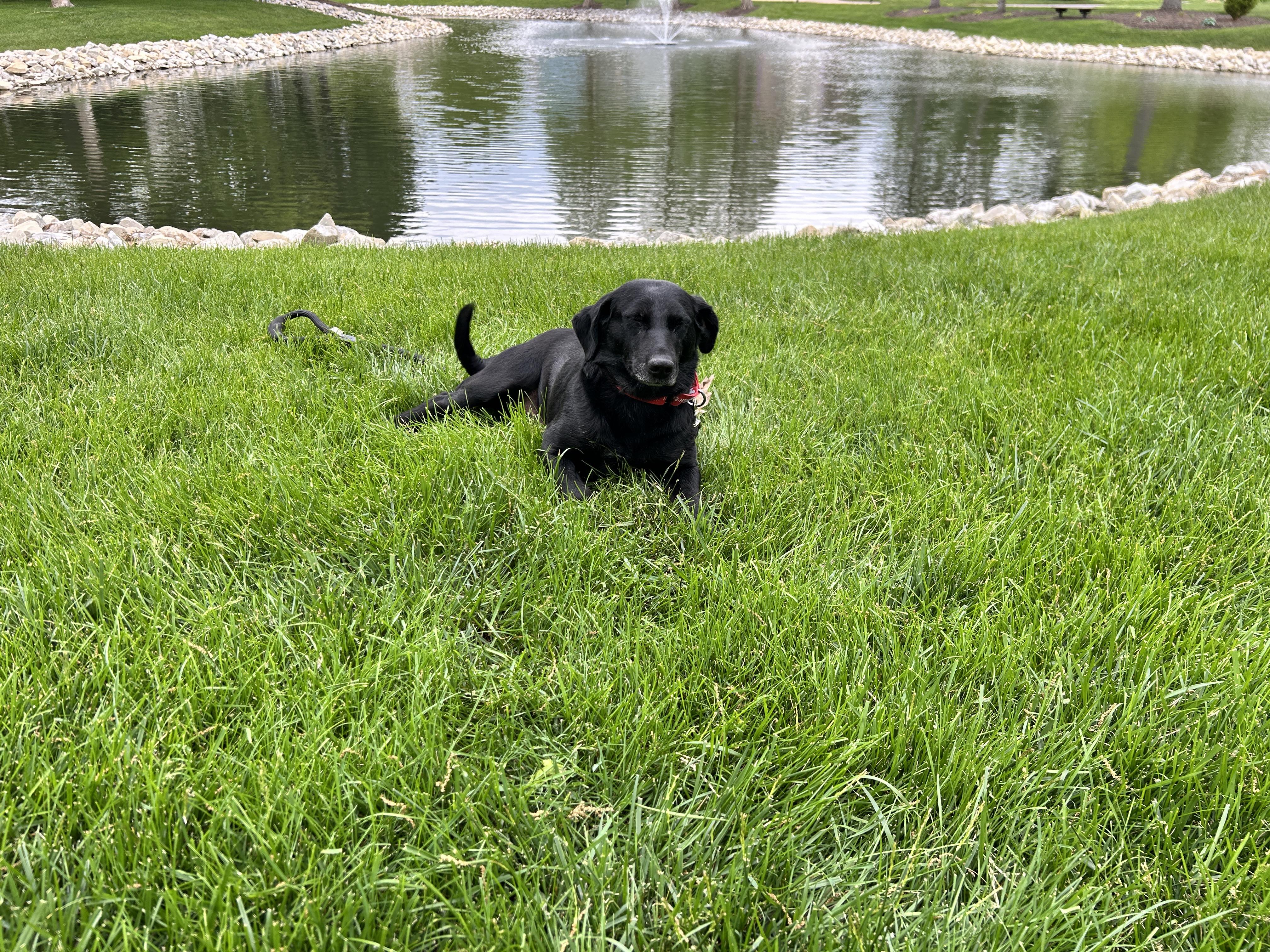 Enlarge Tilly, an adopted Labrador Retriever in Indianapolis, IN image 4/4