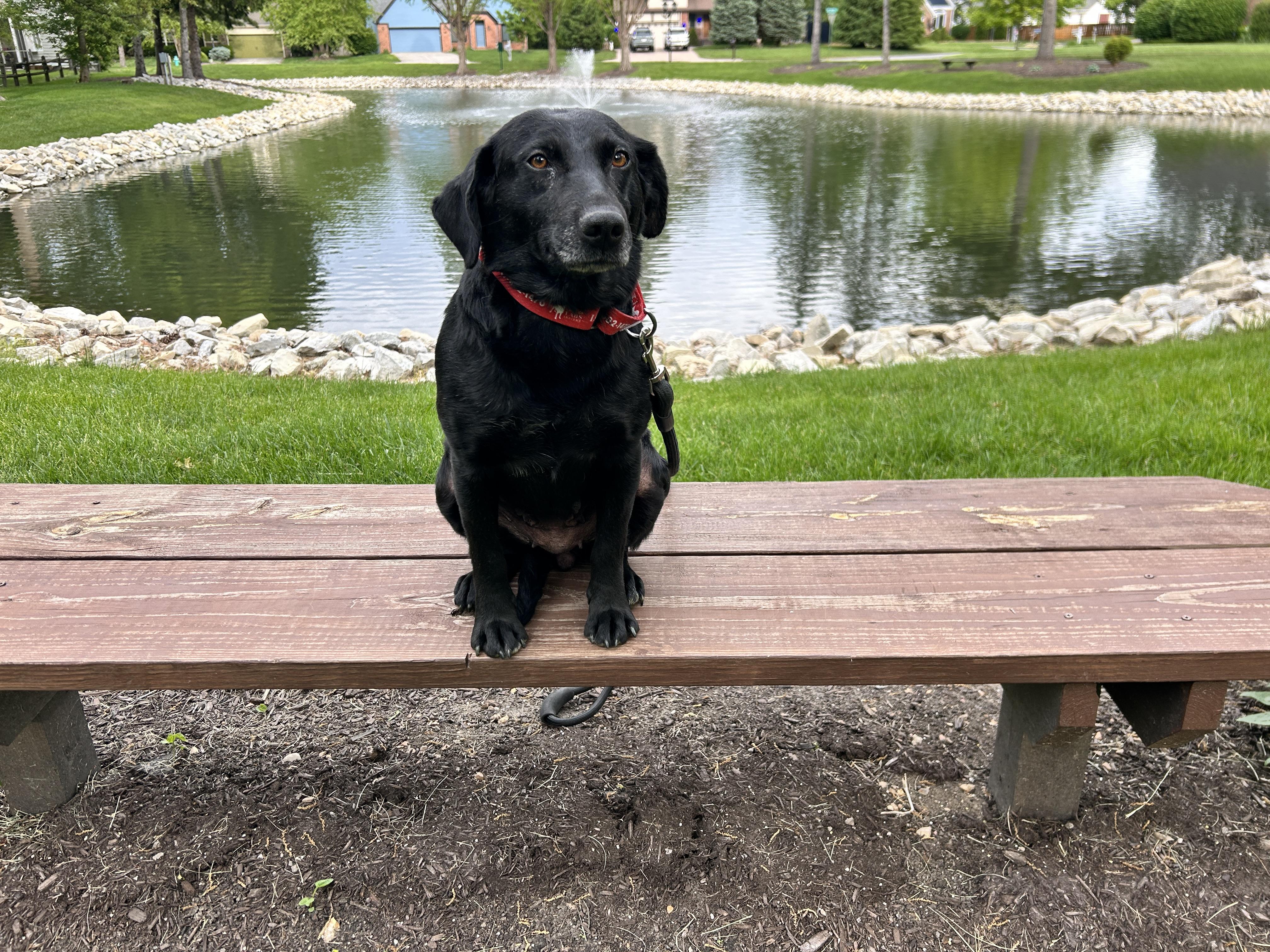 Tilly, adopted, Young Female Labrador Retriever.