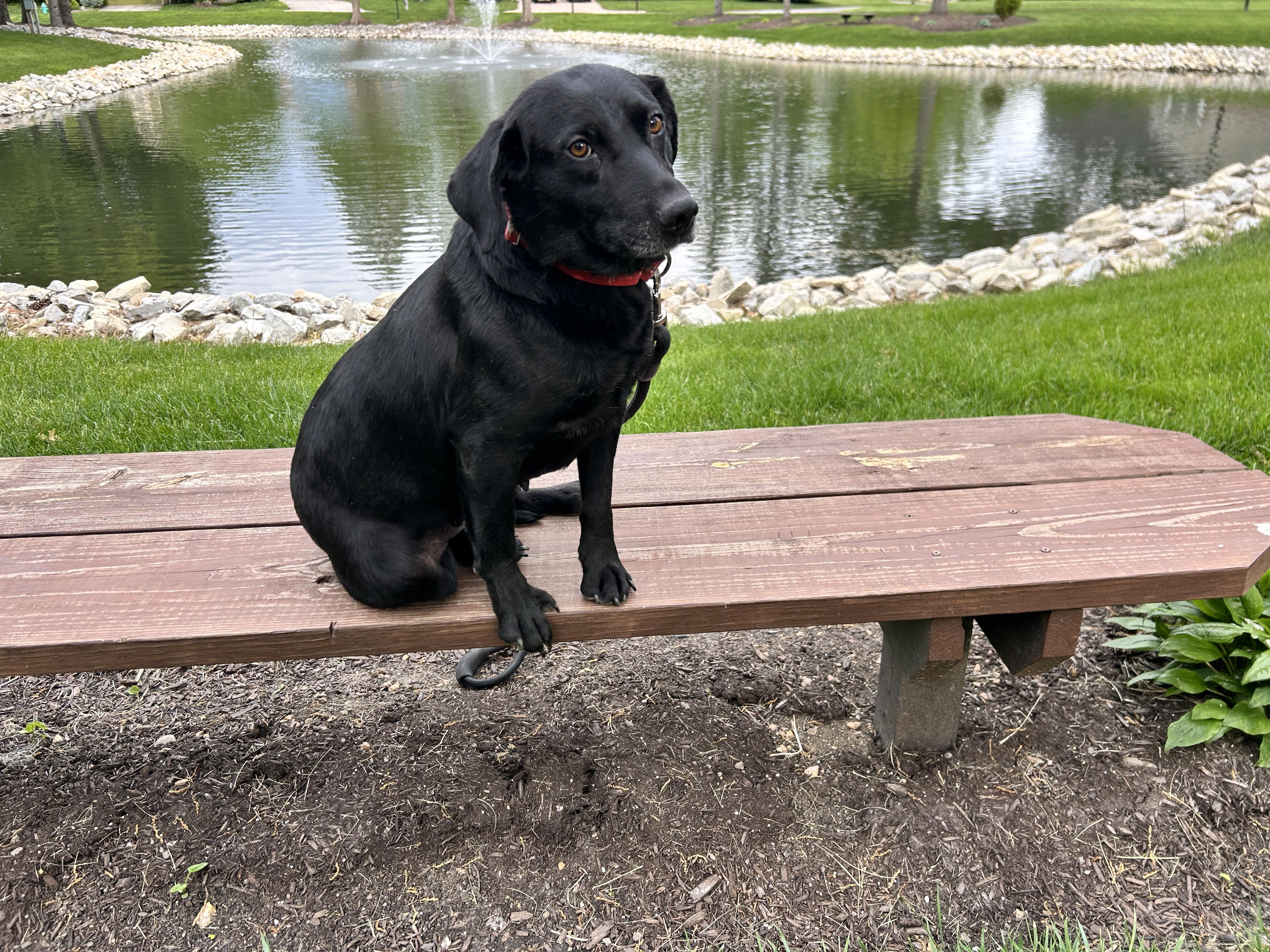 Enlarge Tilly, an adopted Labrador Retriever in Indianapolis, IN image 3/4