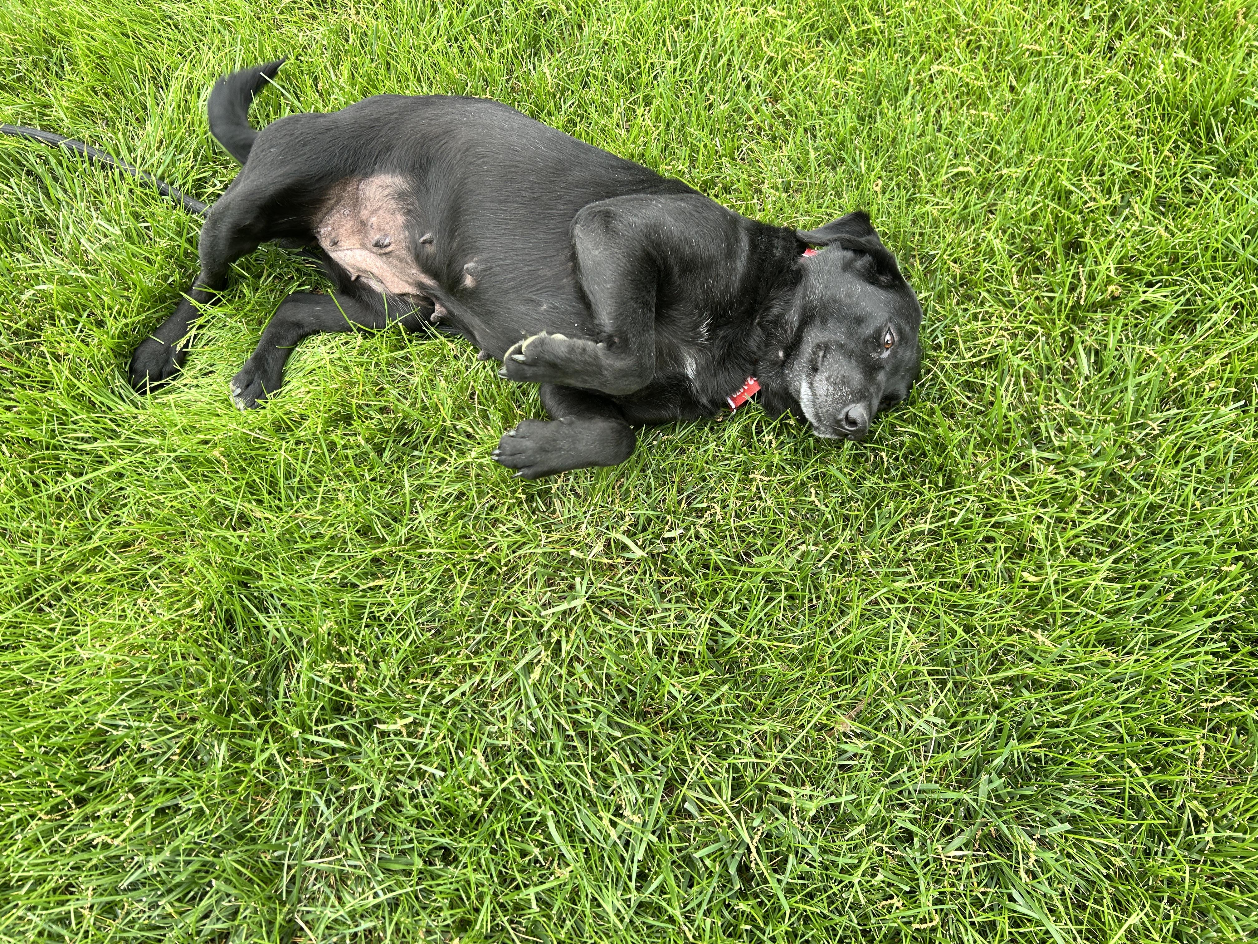 Enlarge Tilly, an adopted Labrador Retriever in Indianapolis, IN image 2/4