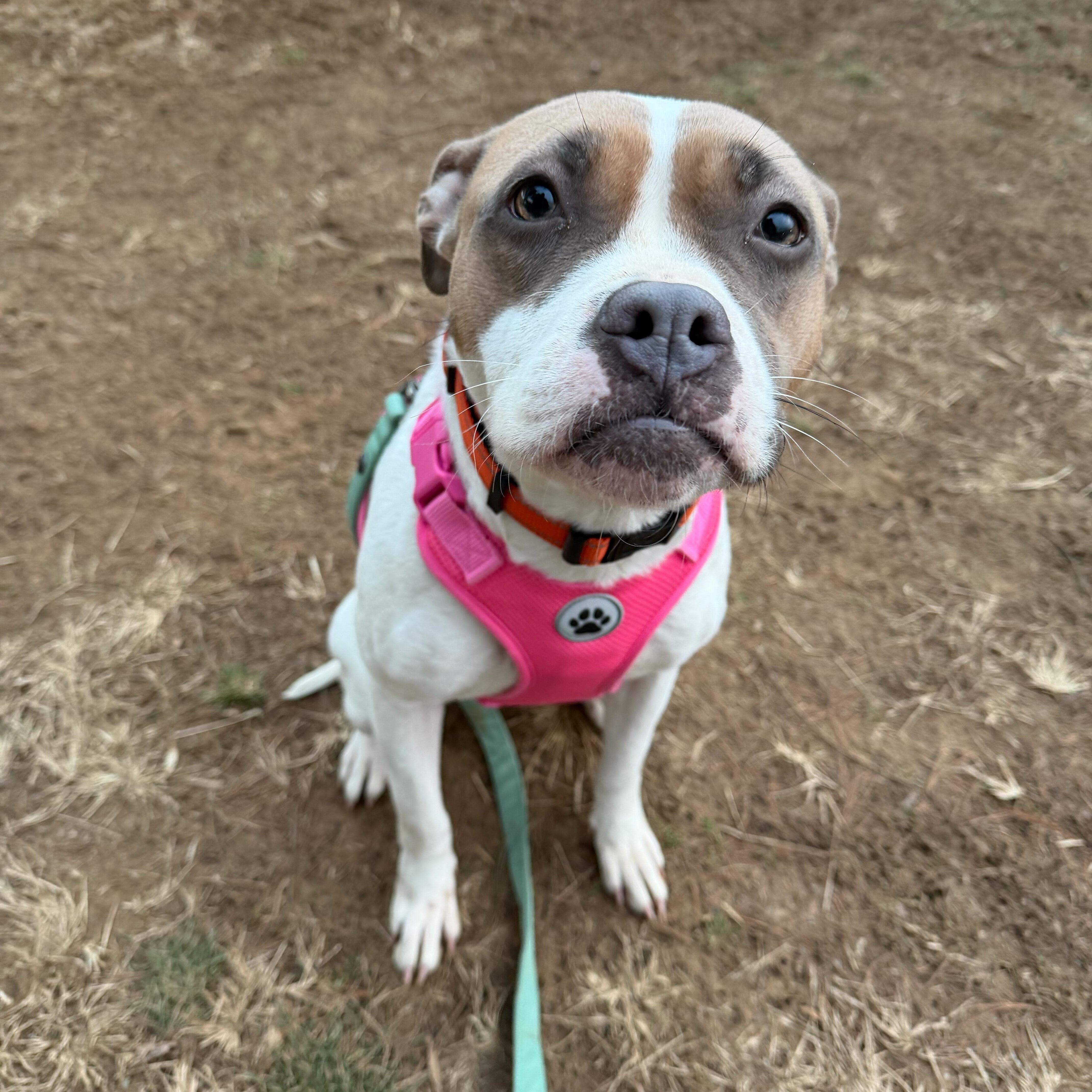 Aurora, adopted, Young Female American Bully.