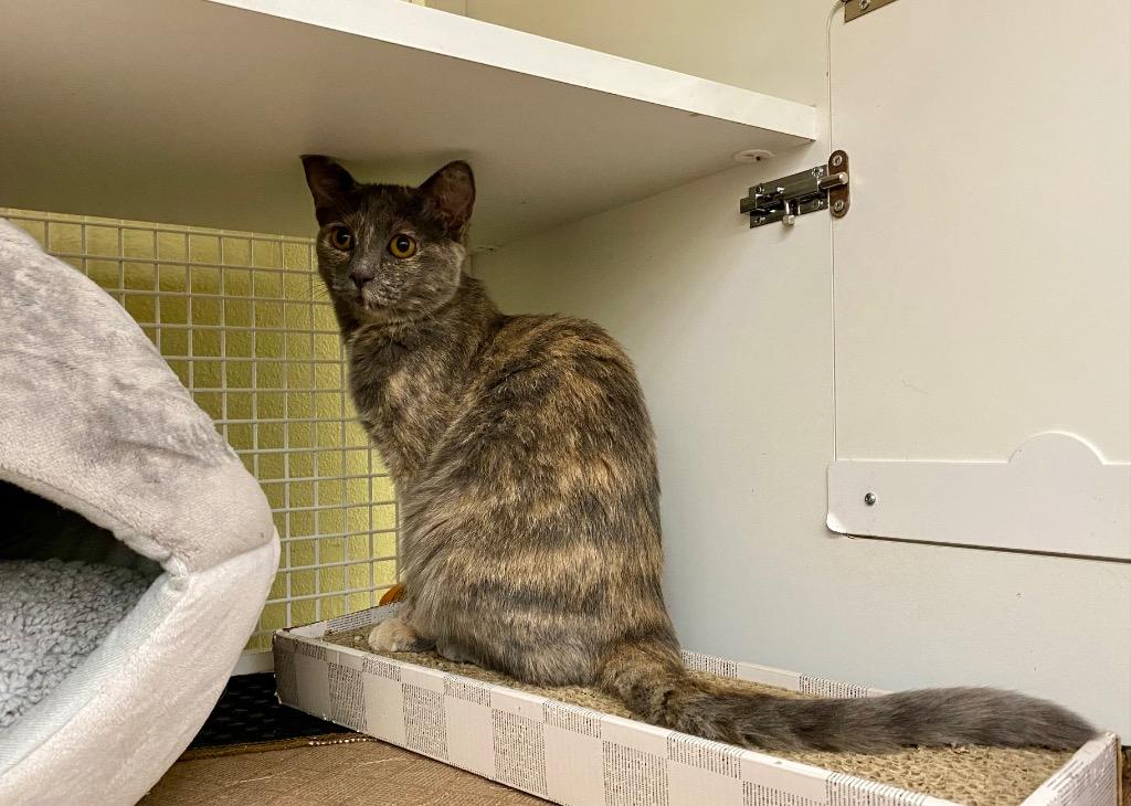 Squirt, Adoptable, Kitten Female Domestic Short Hair.