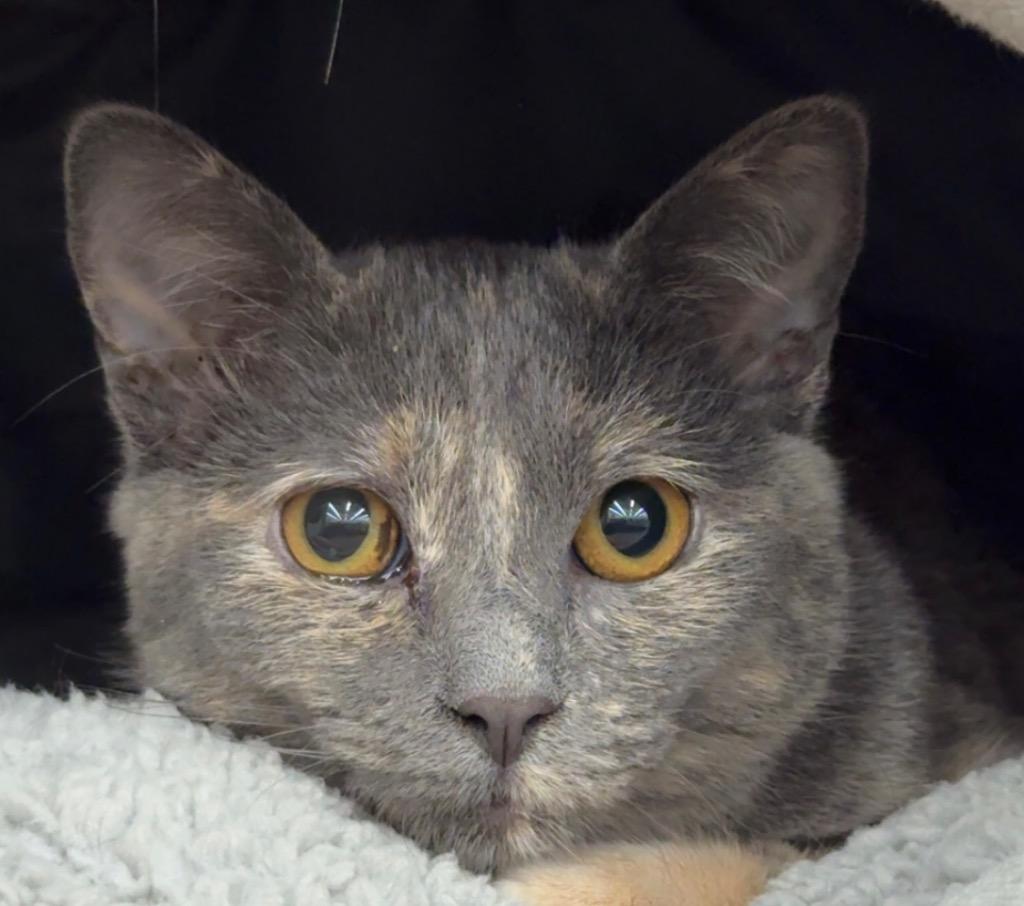Enlarge Squirt, a Adoptable mixed breed in Orlando, FL image 2/3