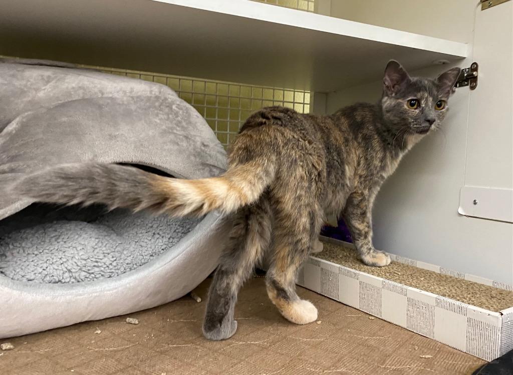 Enlarge Squirt, a Adoptable mixed breed in Orlando, FL image 3/3