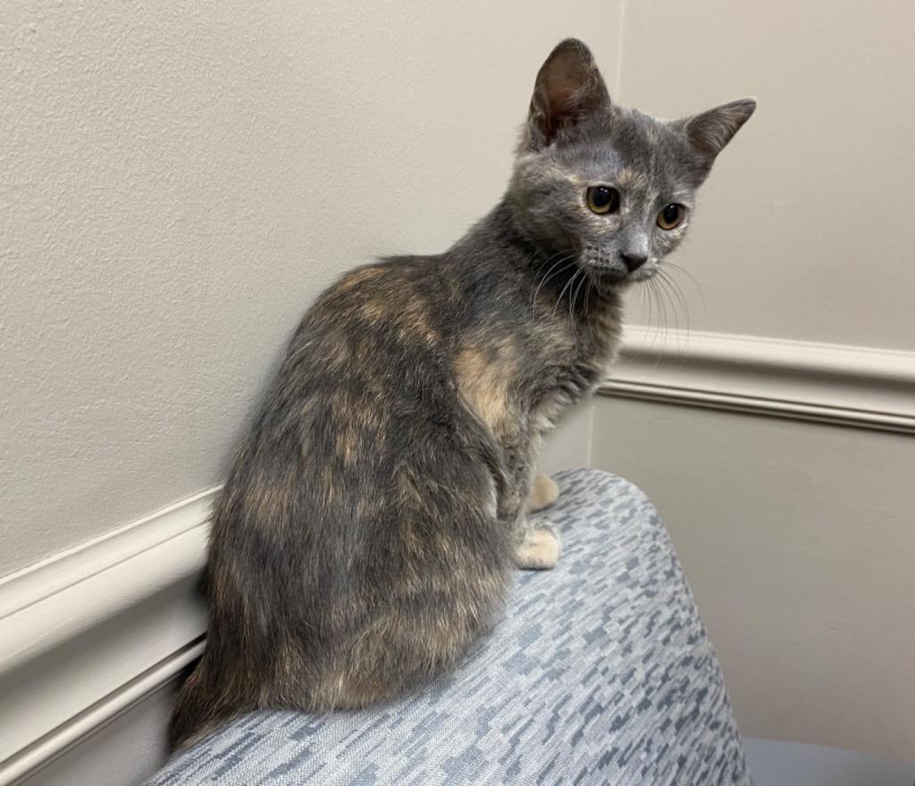 Squirt, Adoptable, Kitten Female Domestic Short Hair.