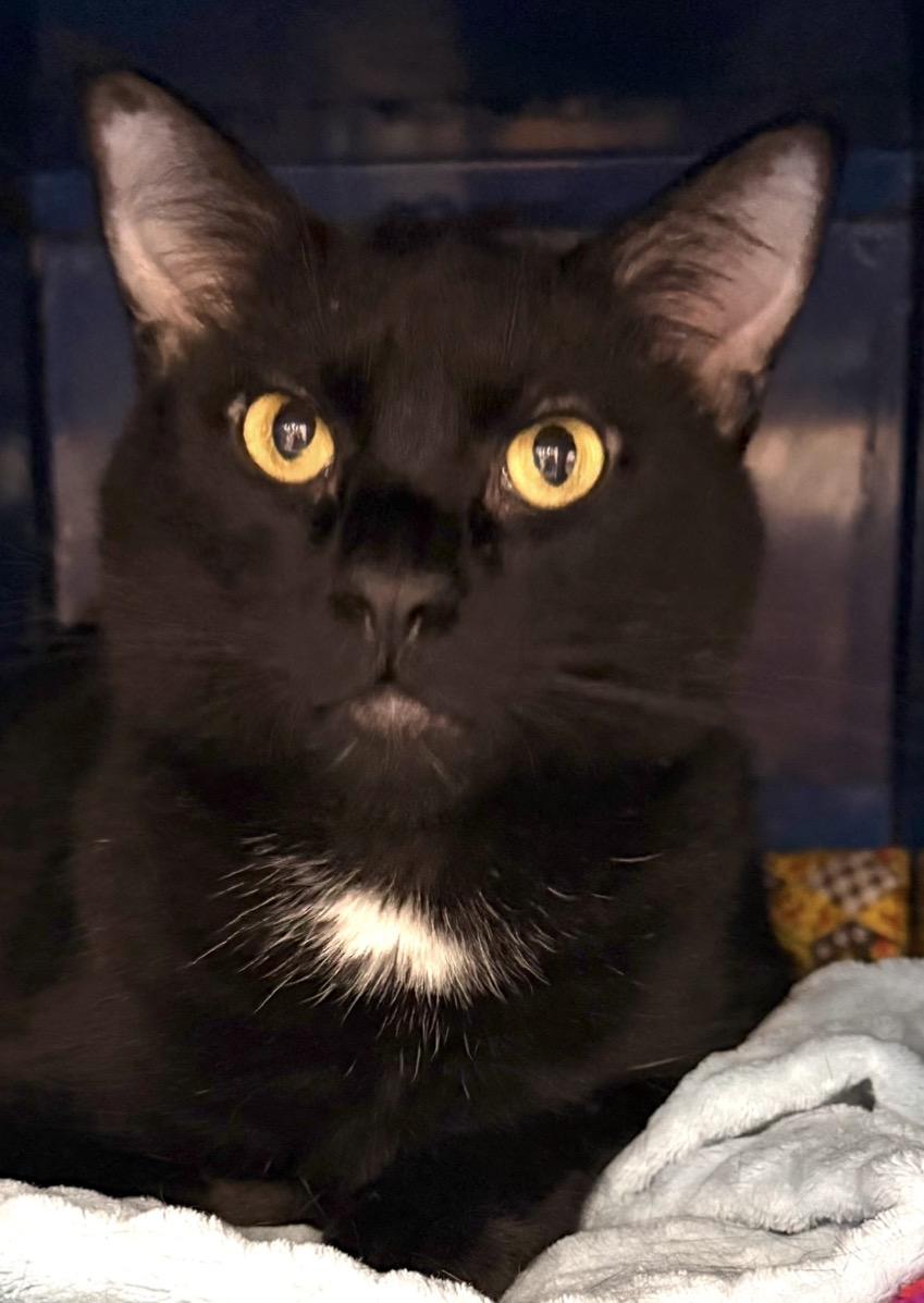Manny, Adoptable, Young Male Domestic Short Hair.