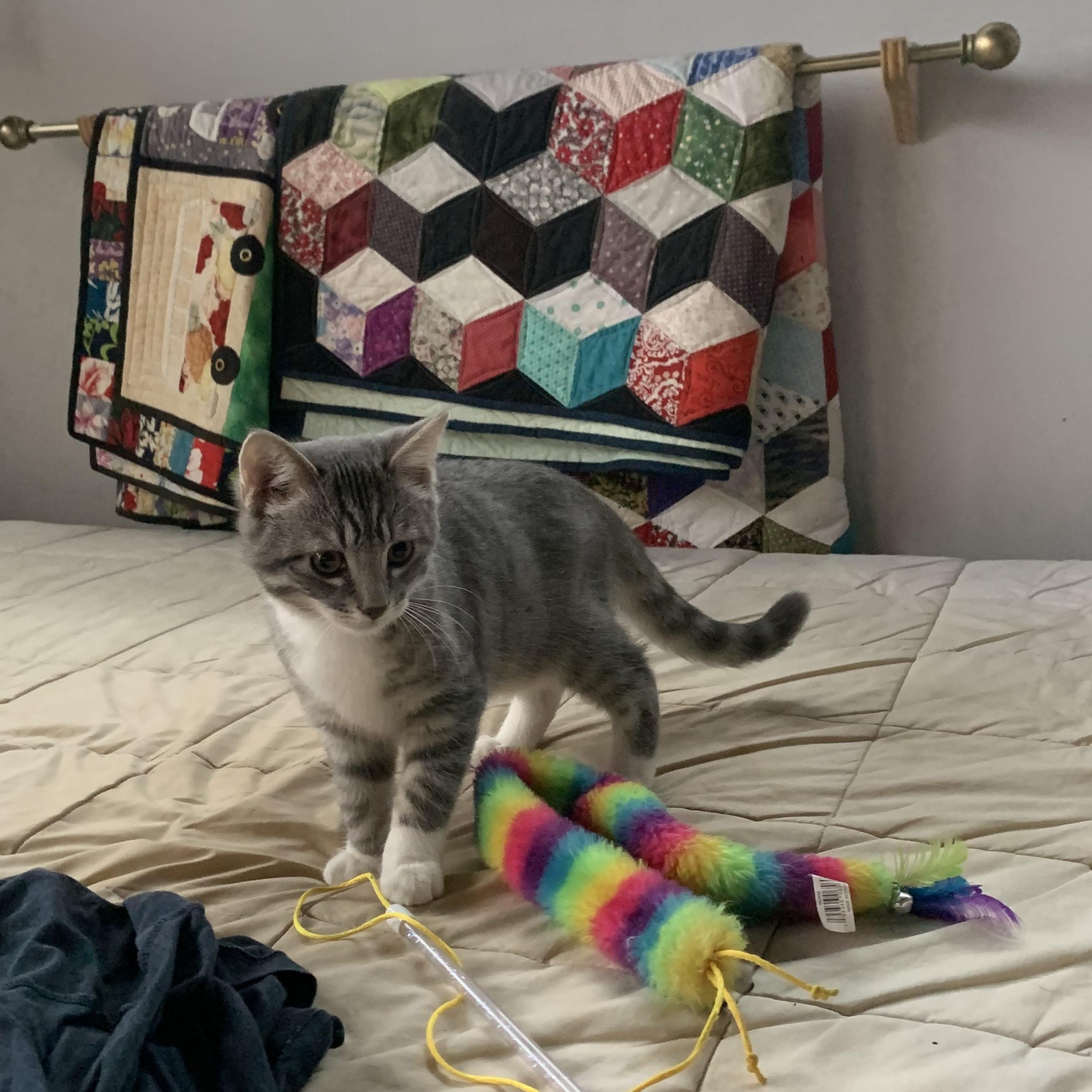 Enlarge Kenny - A cat's friend, a Adoptable Domestic Short Hair in Fountain Valley, CA image 5/5