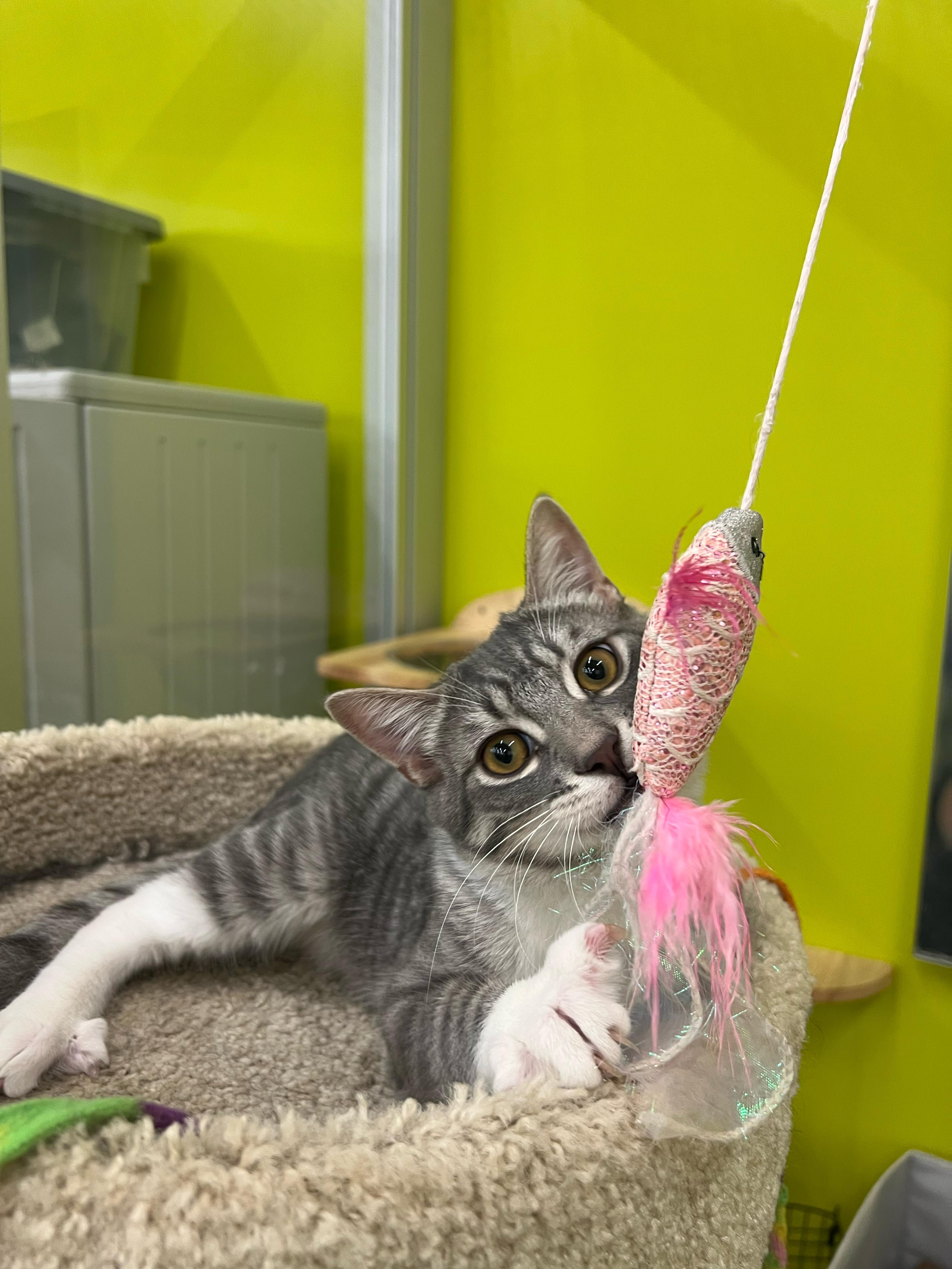 Enlarge Kenny - A cat's friend, a Adoptable Domestic Short Hair in Fountain Valley, CA image 2/5