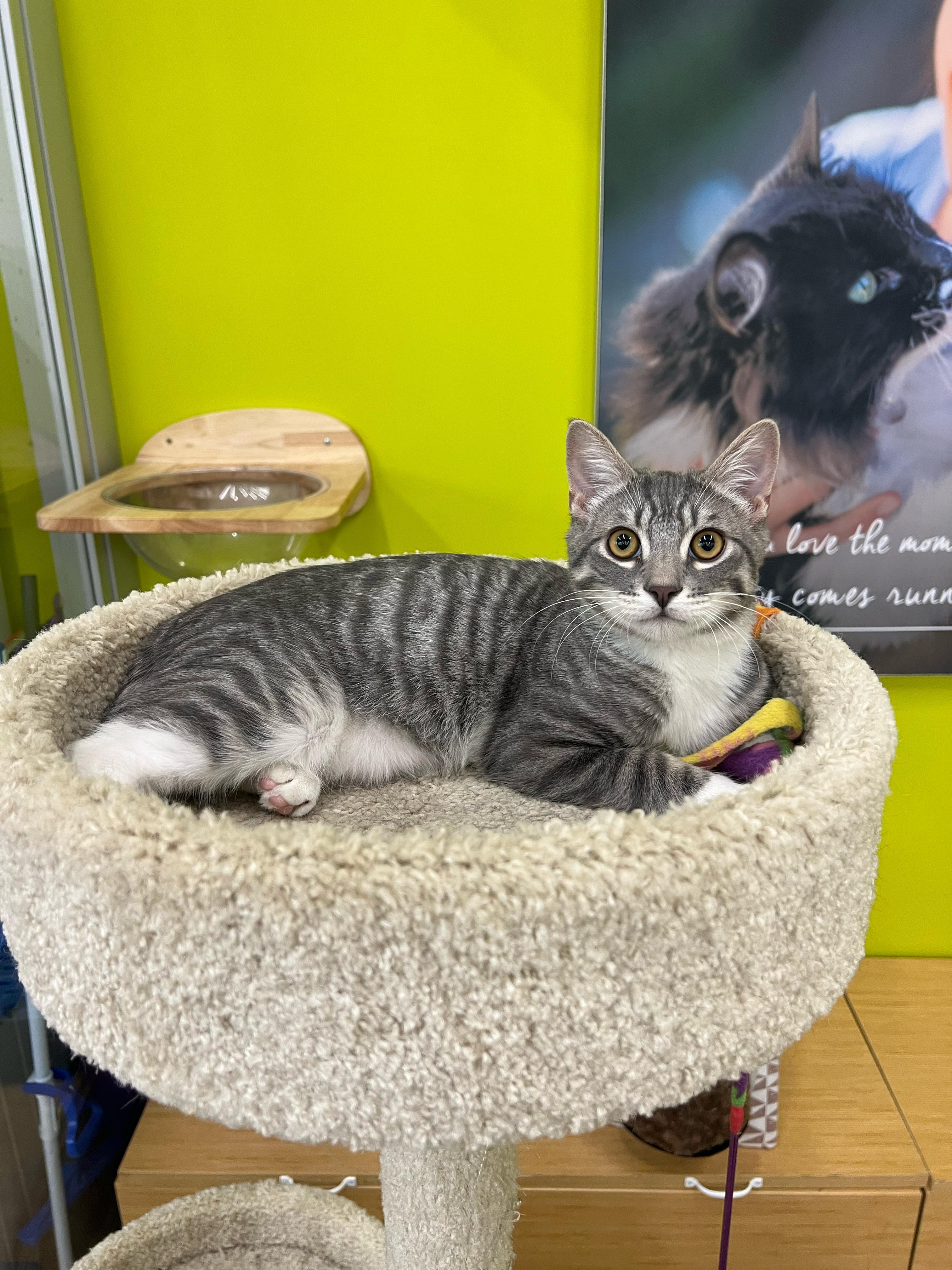 Kenny, Adoptable, Young Male Domestic Short Hair.