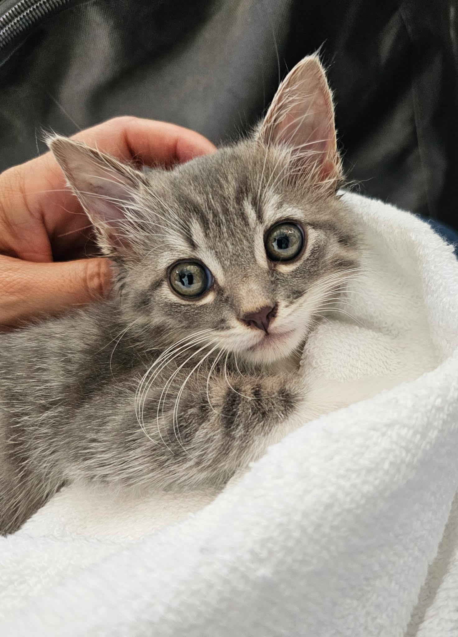 Enlarge Kenny, a Adoptable Domestic Short Hair in Fountain Valley, CA image 1/1