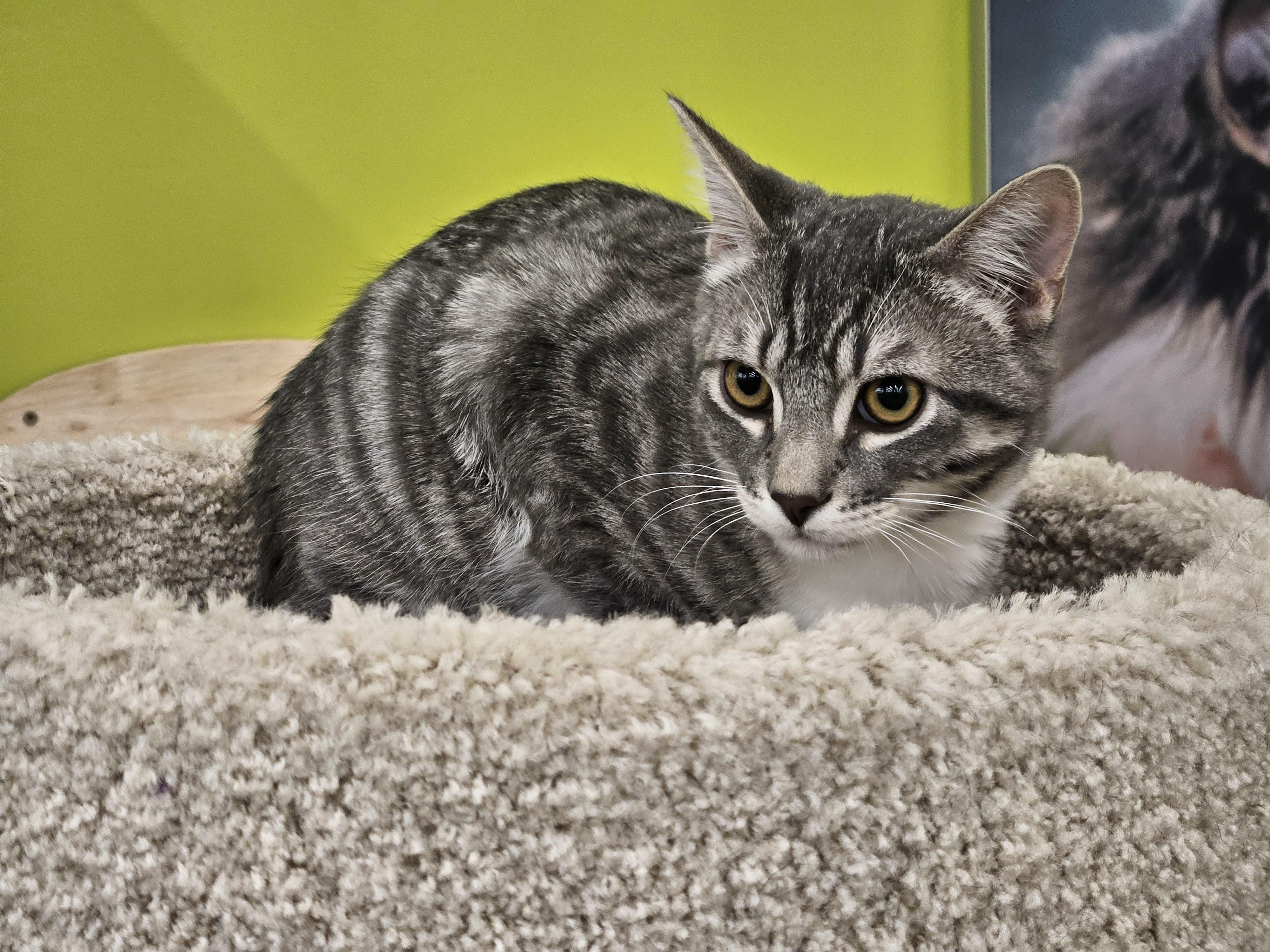 Enlarge Kenny - A cat's friend, a Adoptable Domestic Short Hair in Fountain Valley, CA image 3/5
