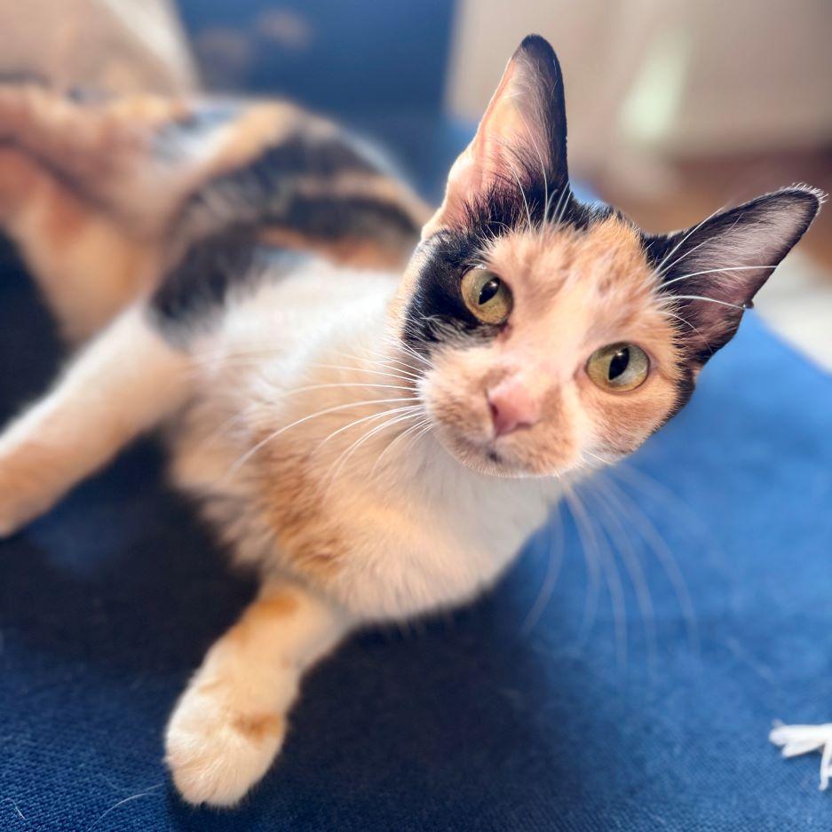 Sweet Pea, a ADOPTABLE mixed breed in Tulsa, OK image 1/6