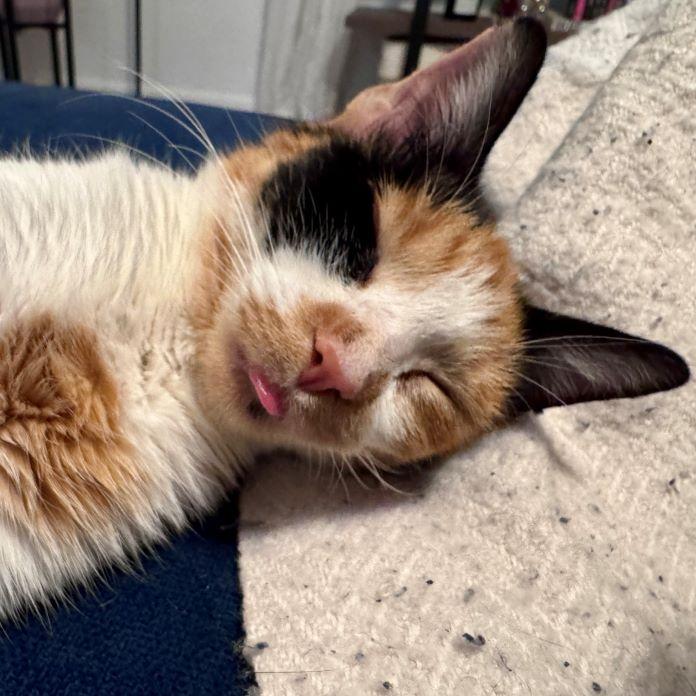 Sweet Pea — thumbnail 2