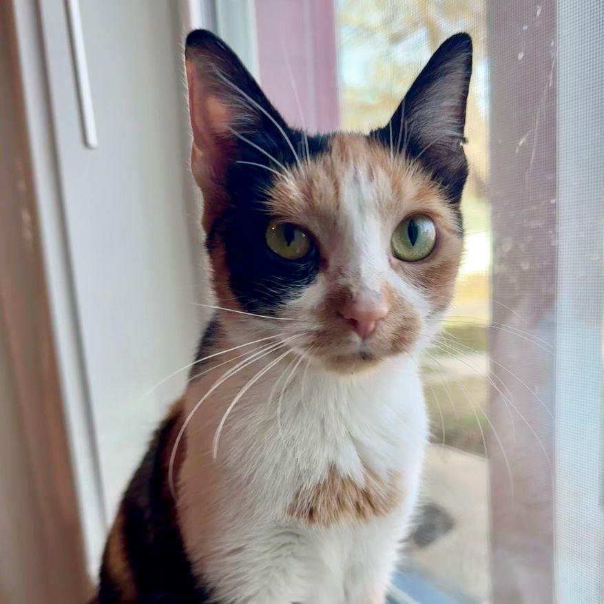 Sweet Pea — thumbnail 4