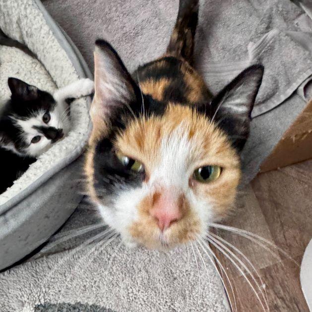 Sweet Pea — thumbnail 5